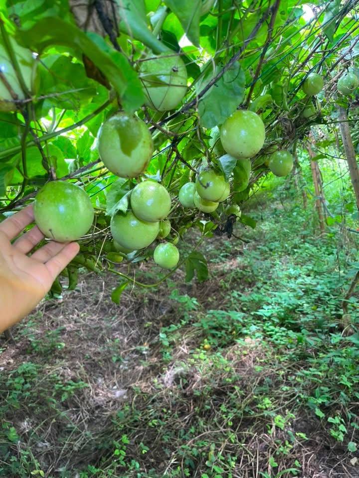 Organic Sweet Honey Passion Fruit