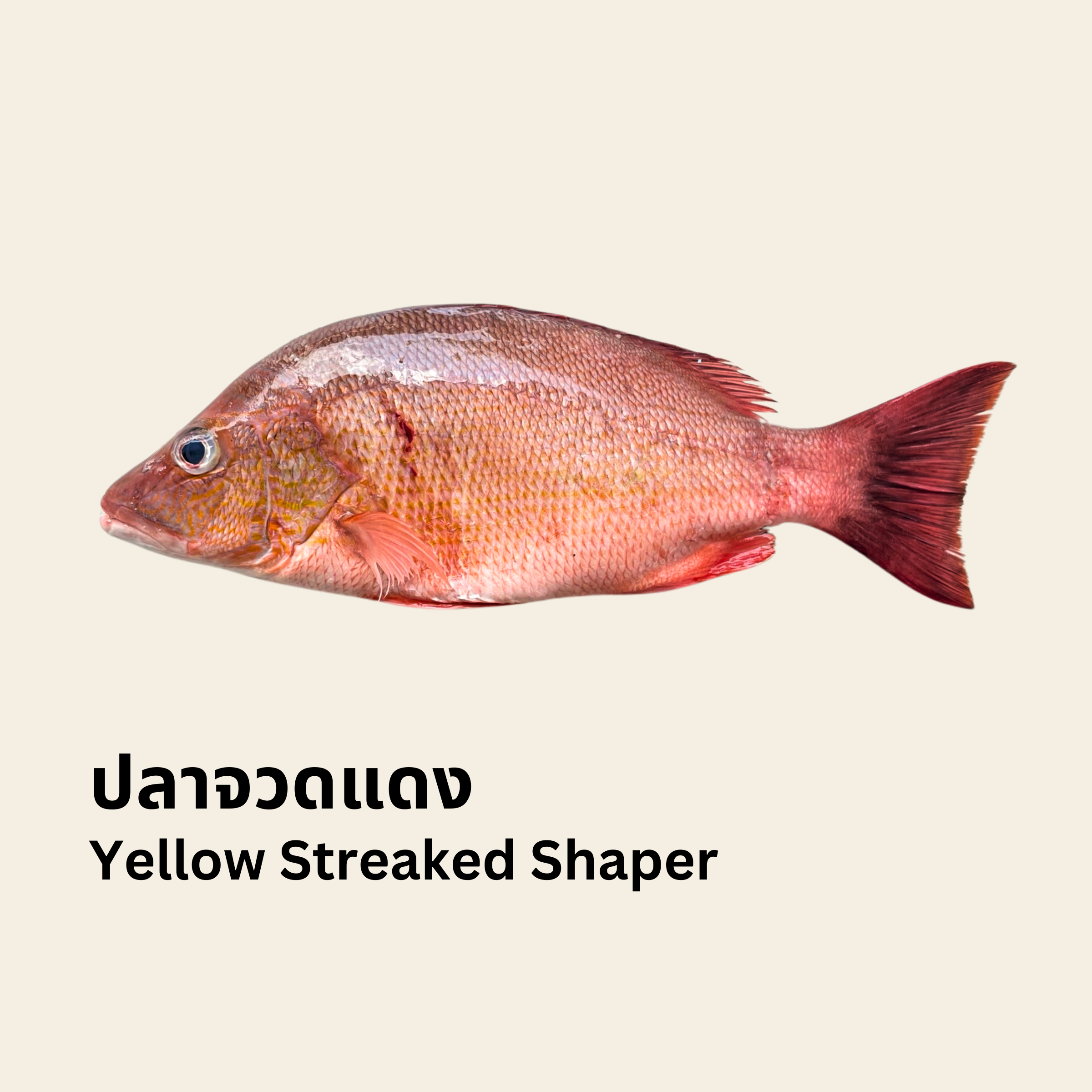 Wild Yellow-streaked Snapper Fillet