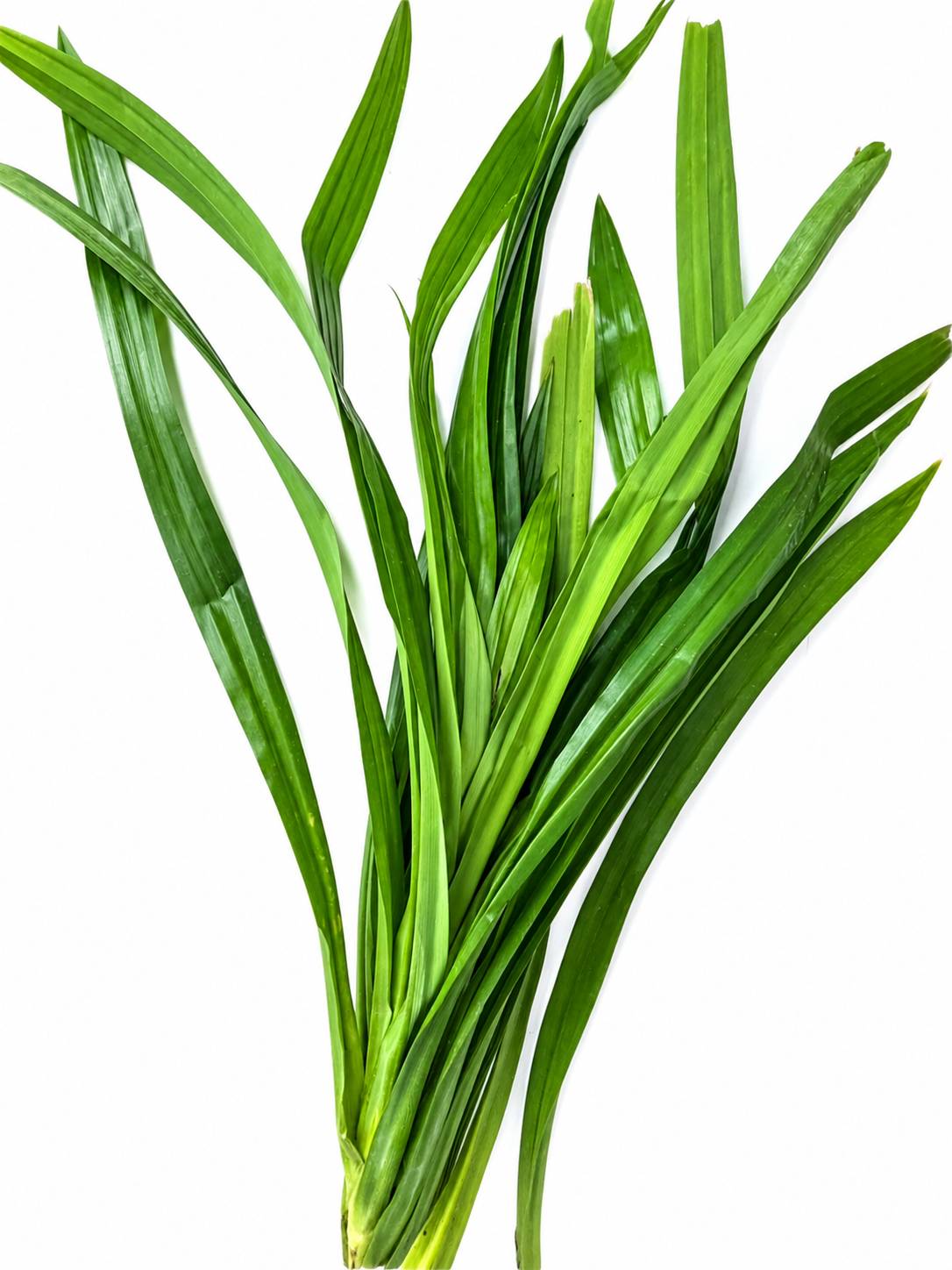 Organic Fresh Pandan