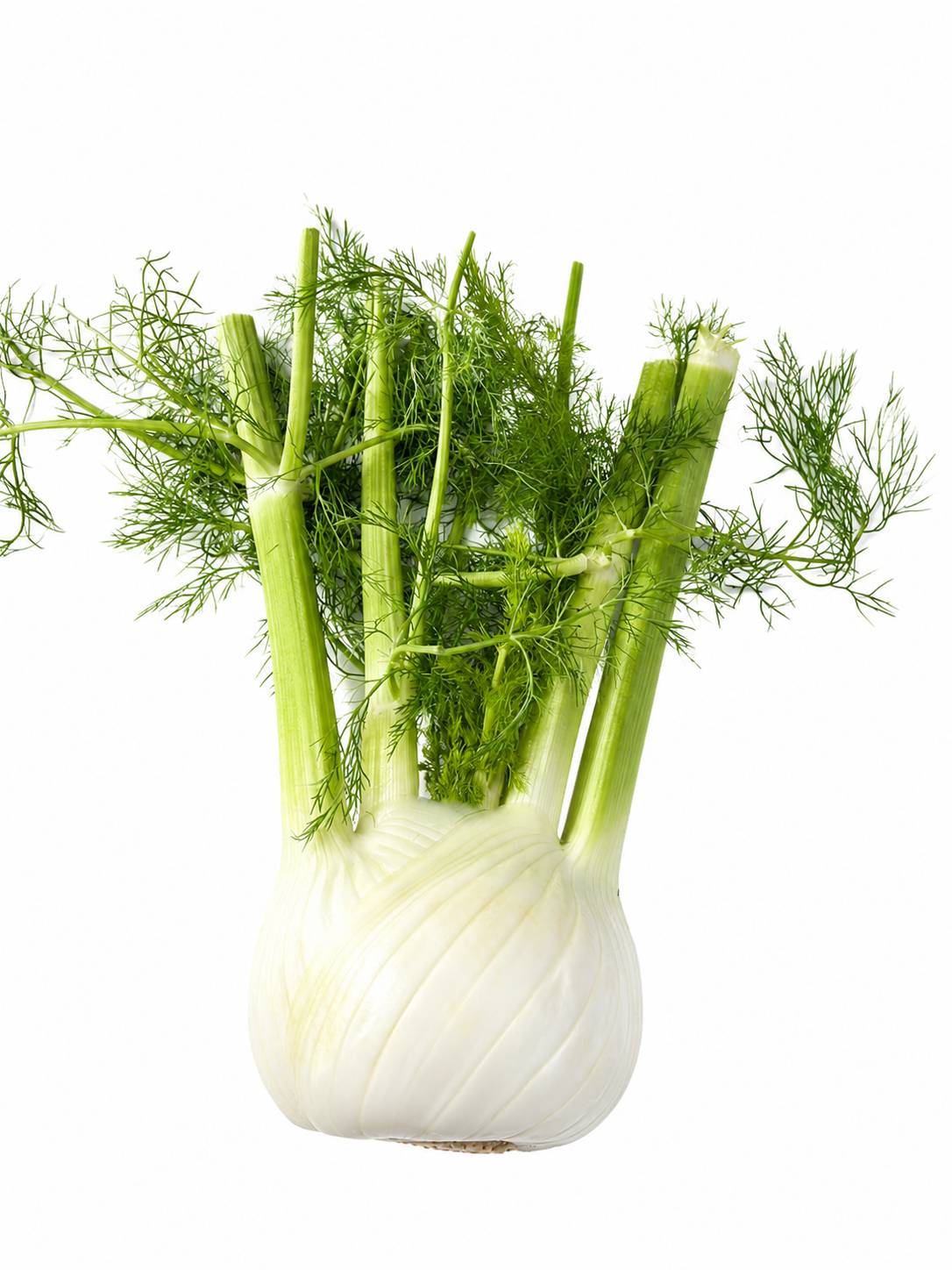 Australian Fennel