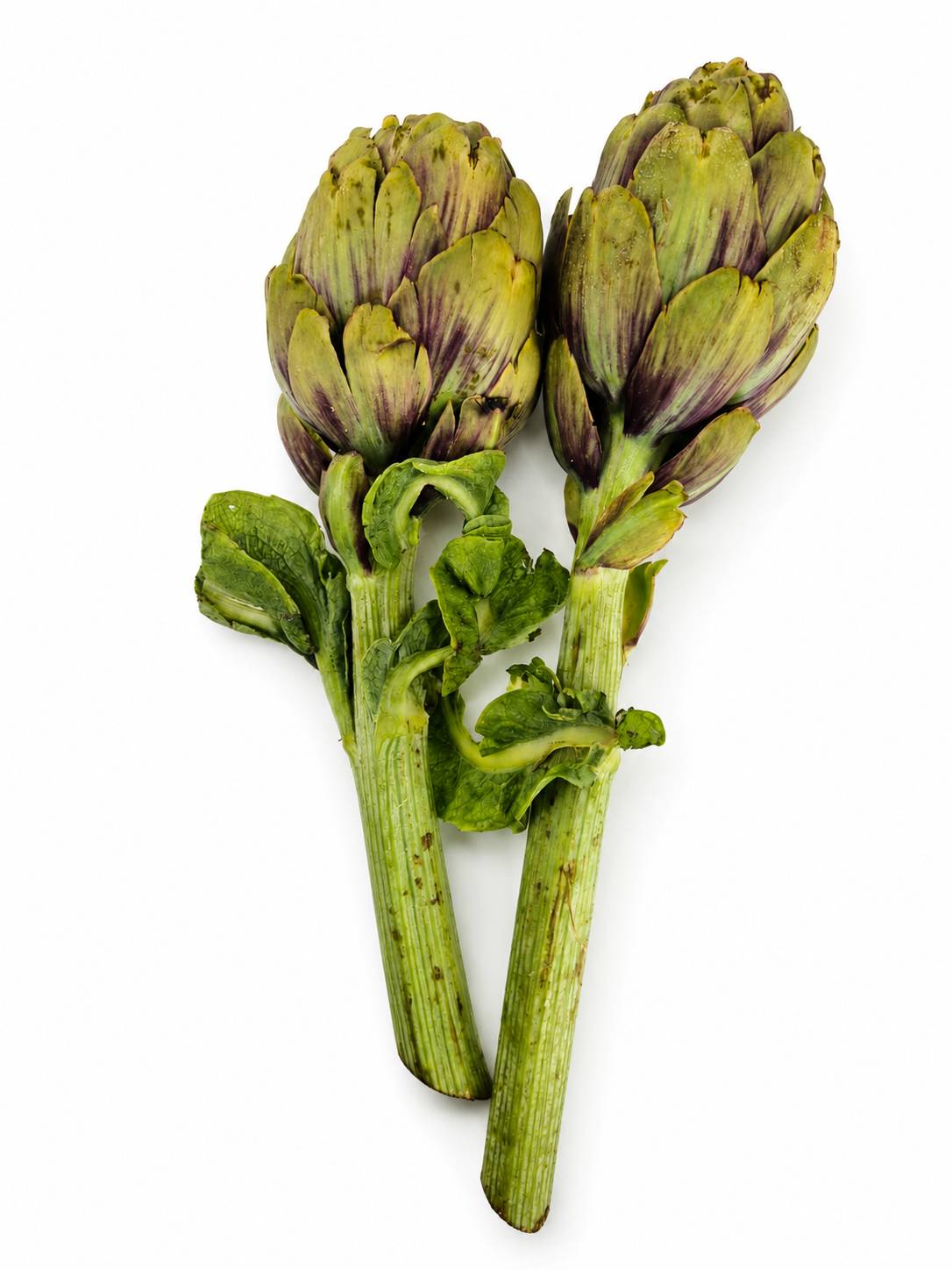 Violet de Provence Artichokes