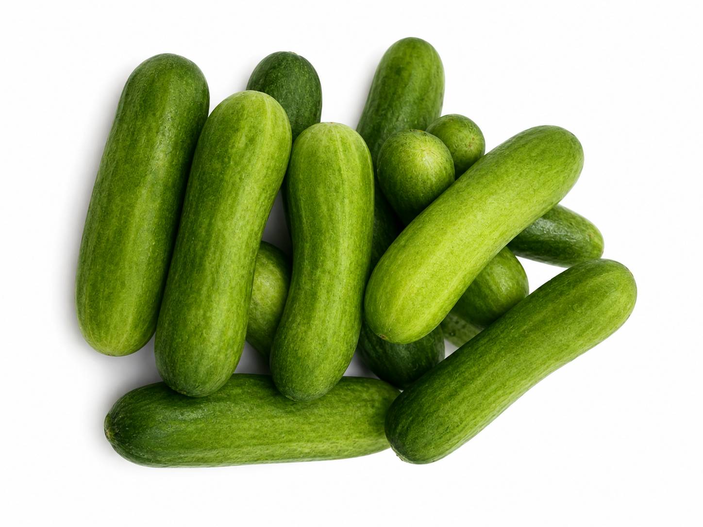 Holland Cucumber