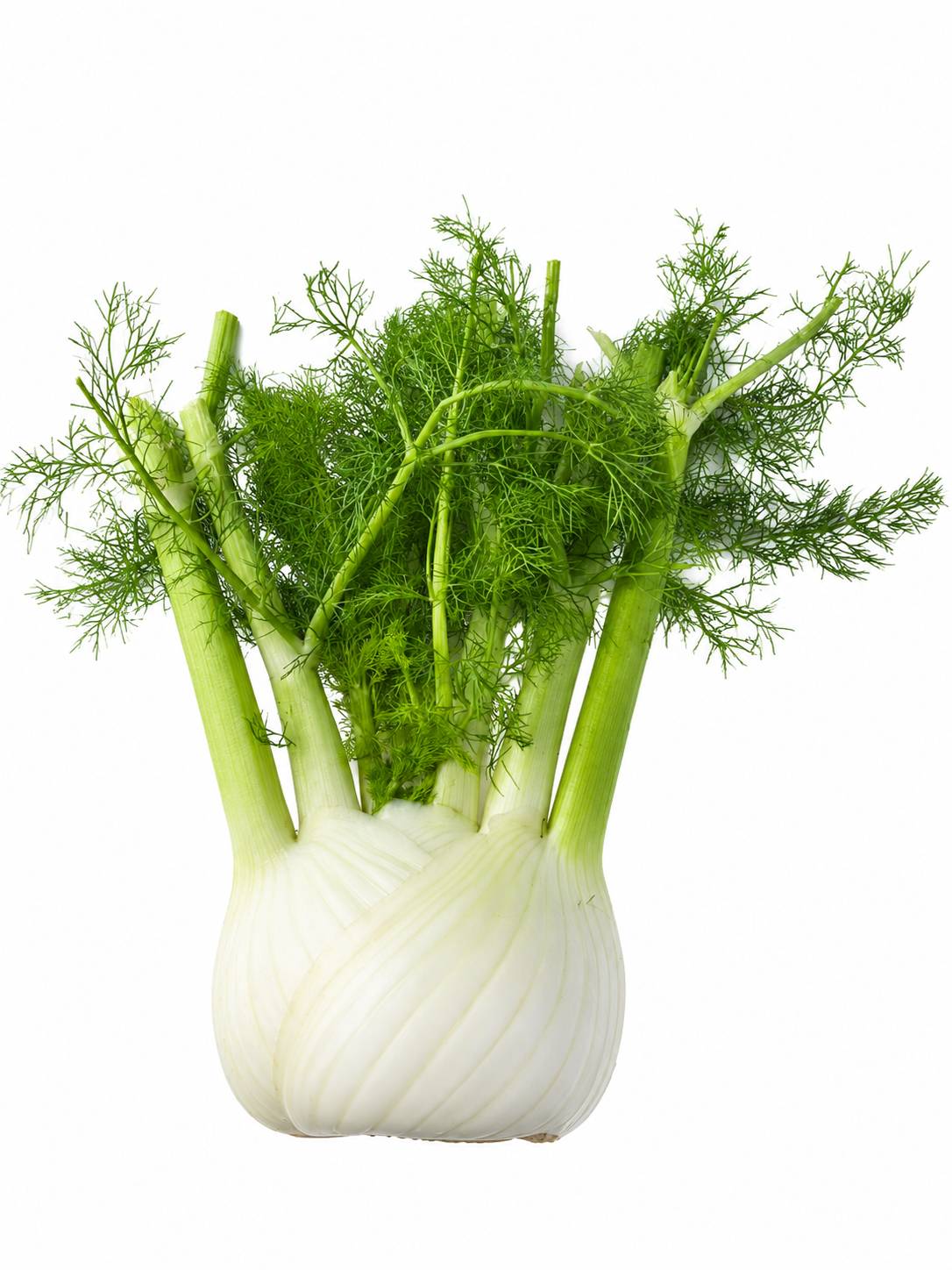 Australian Fennel L