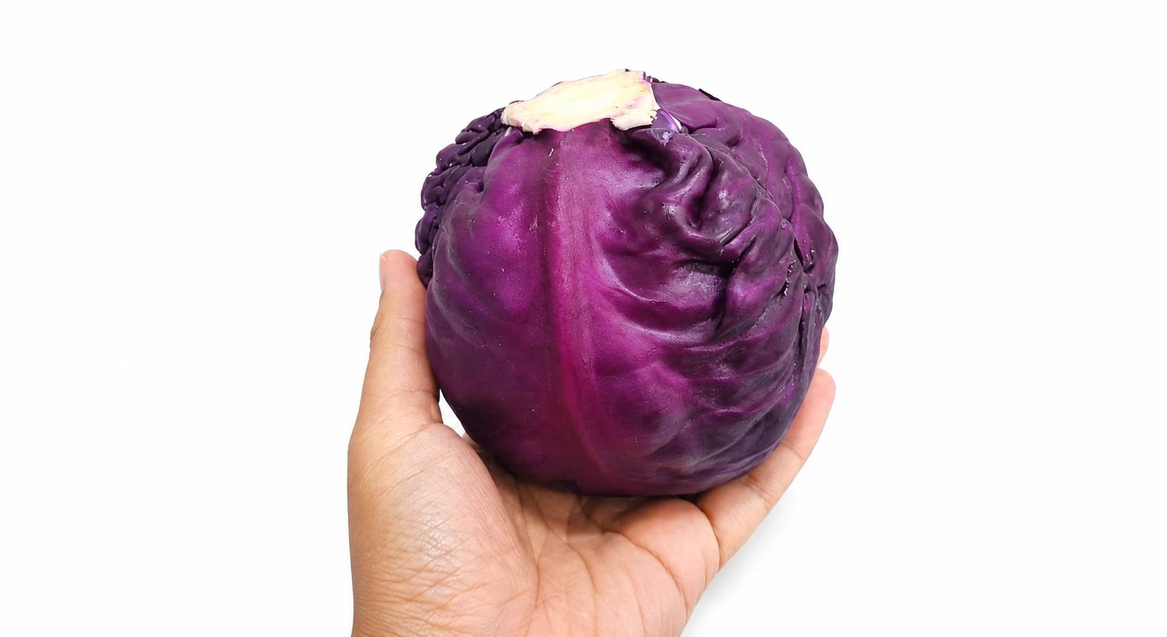 Purple cabbage