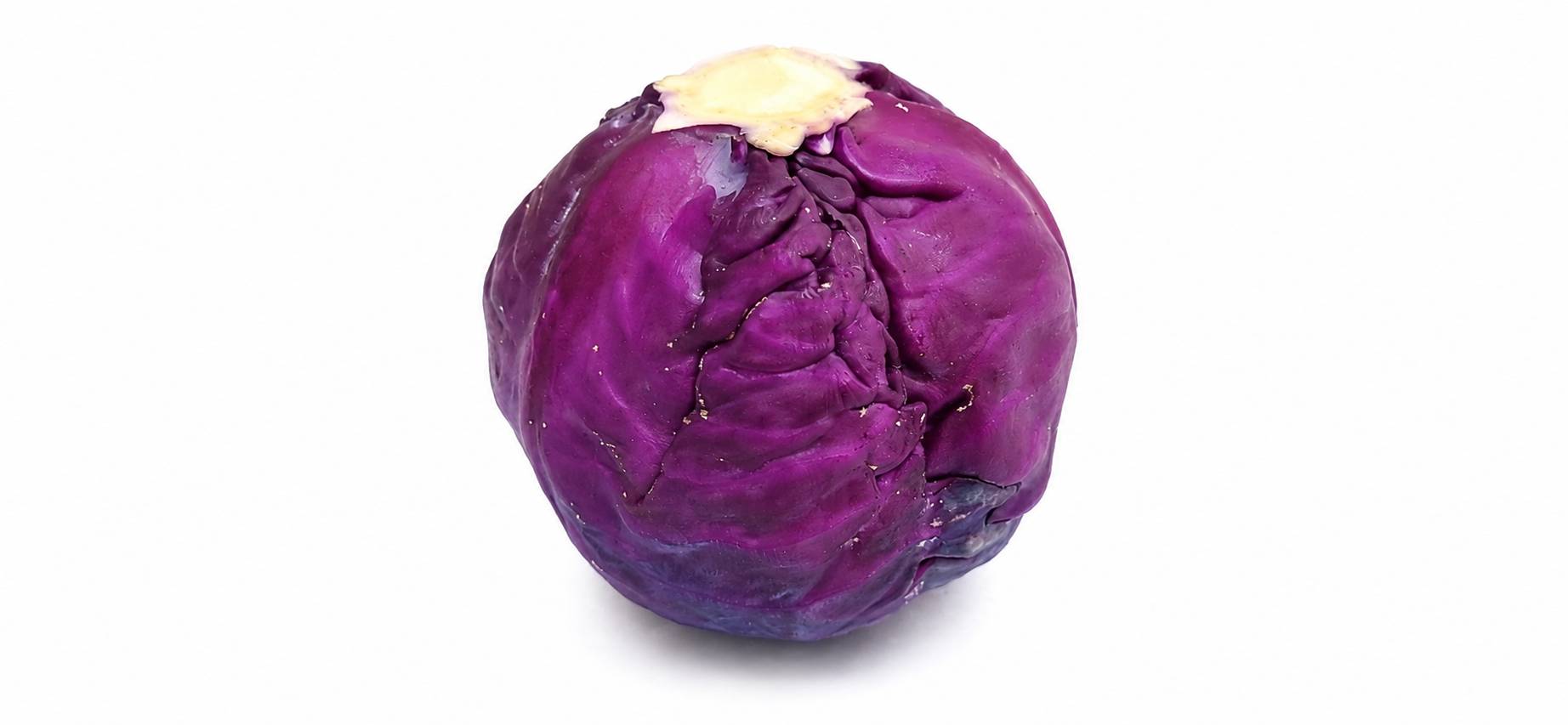 Purple cabbage