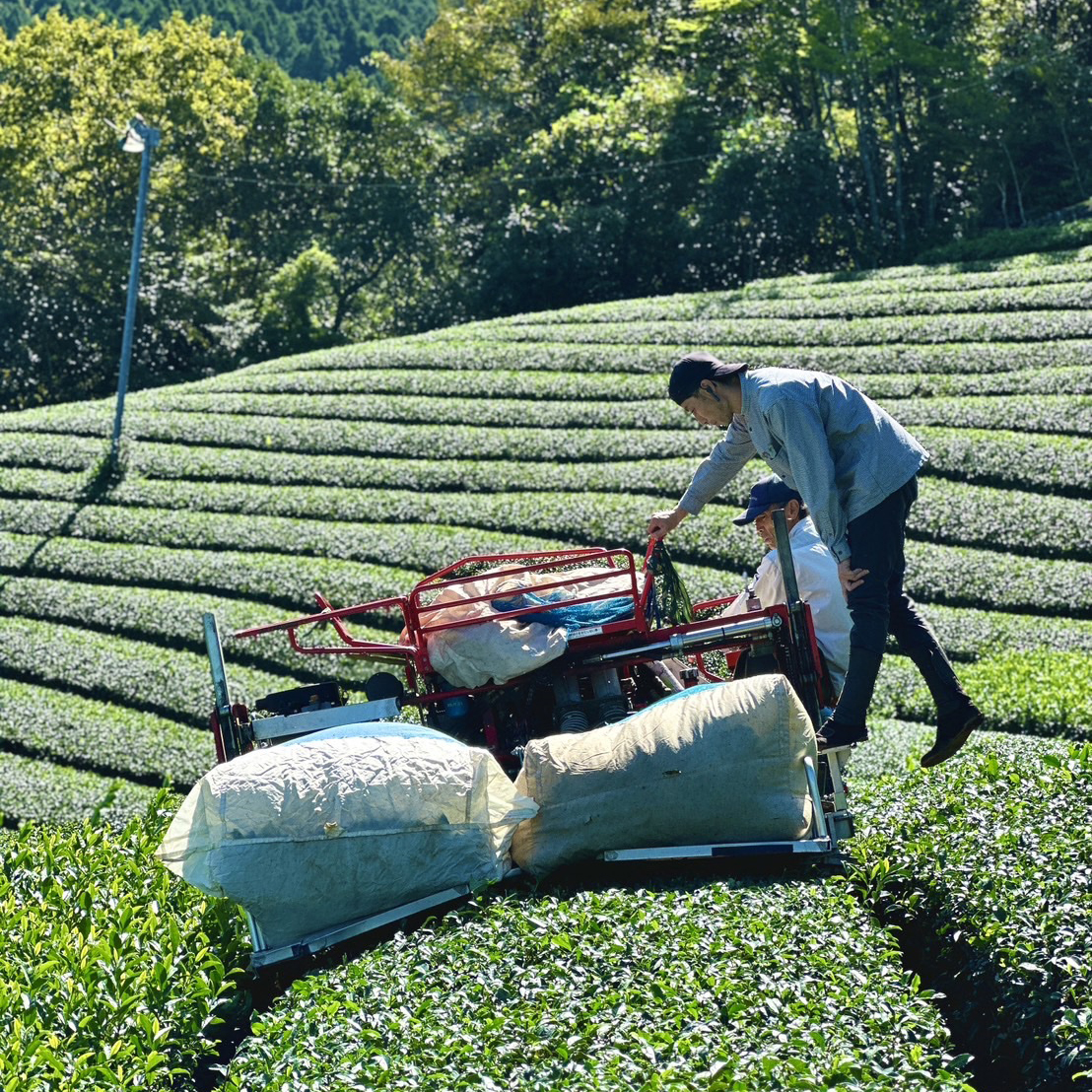 Organic "Café" Grade Matcha Yabukita