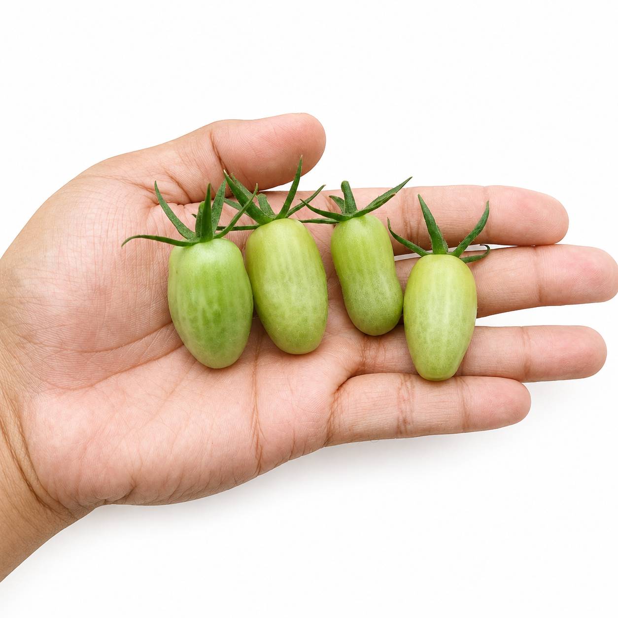 Gourami Tomatoes