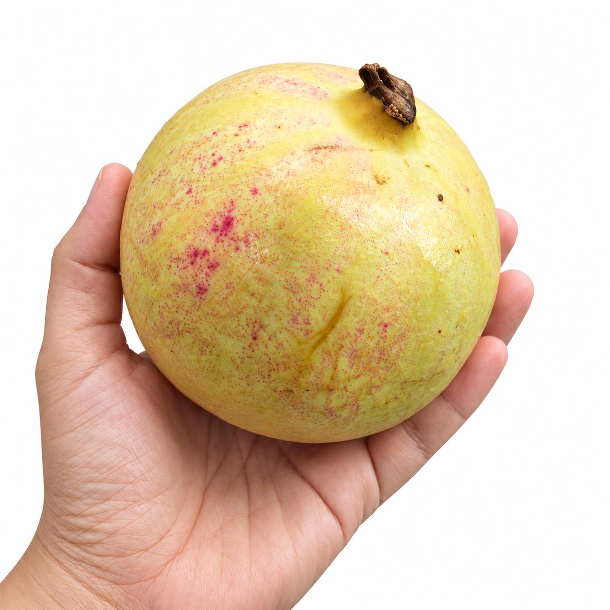 Tunisian Pomegranate