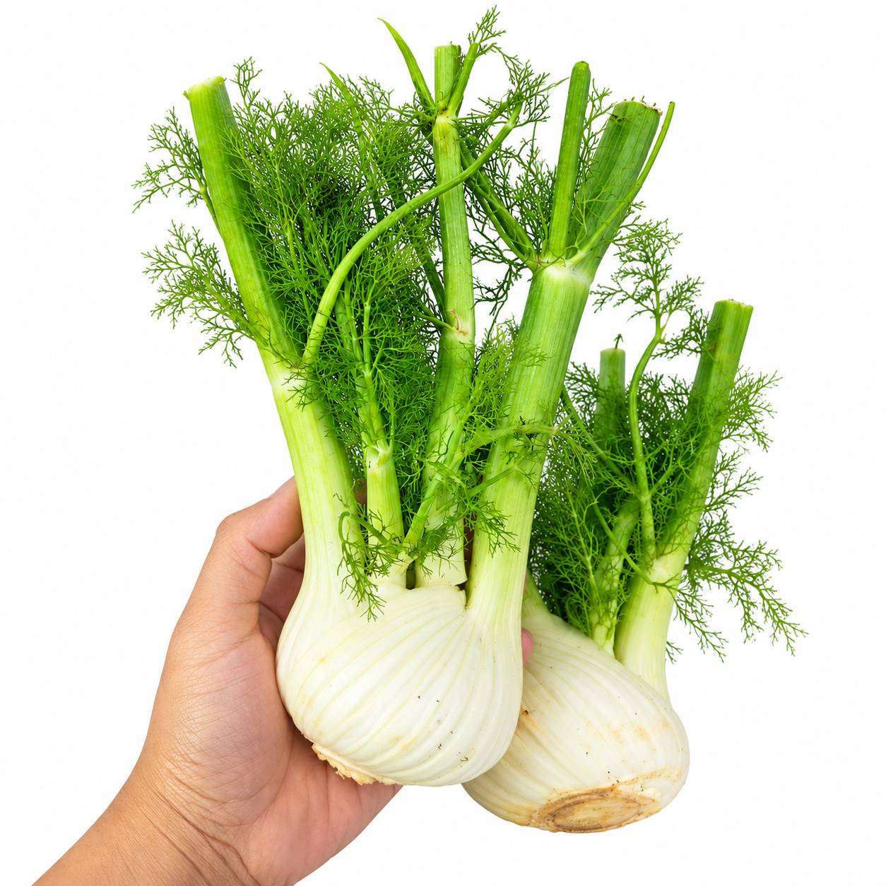 Australian Baby Fennel