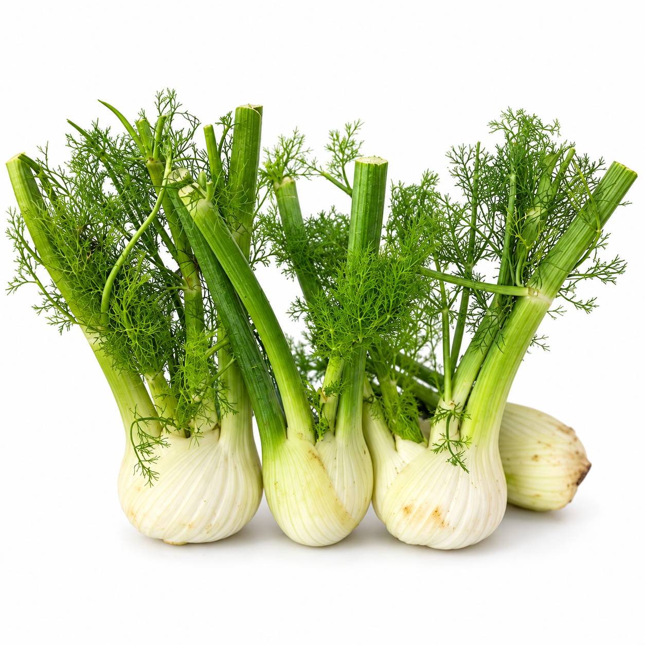 Australian Baby Fennel