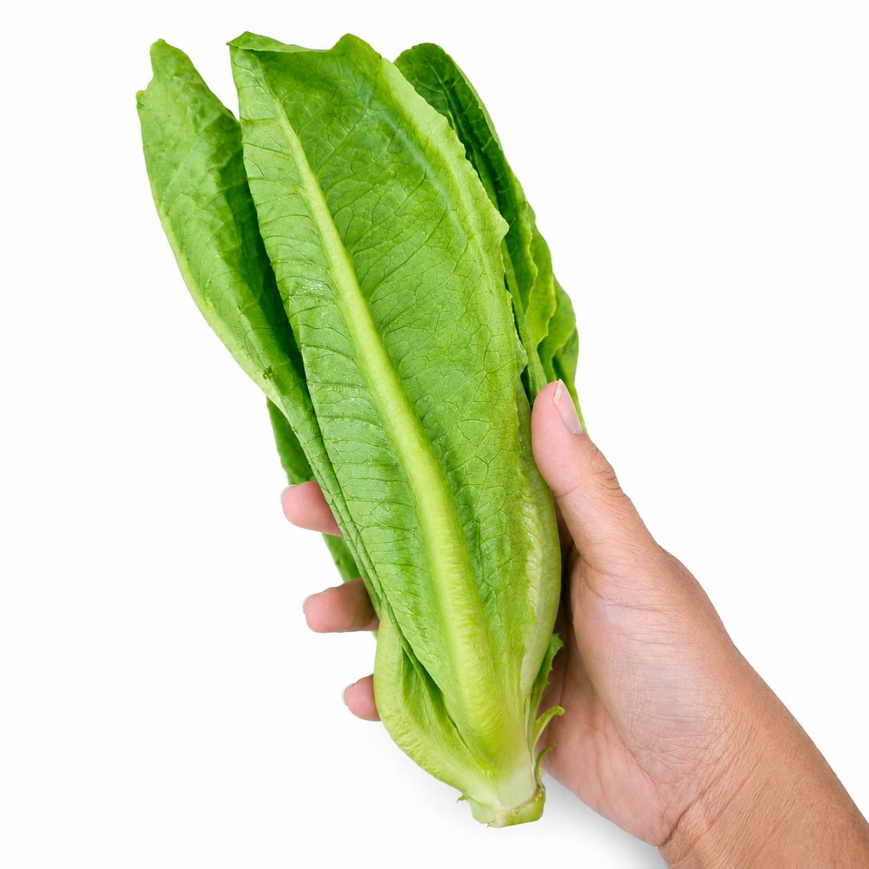 Organic Fresh Green Cos Lettuce