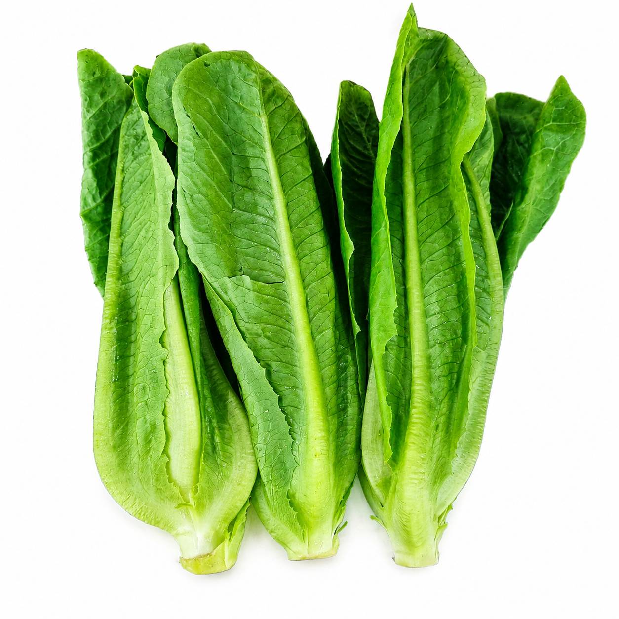 Organic Fresh Green Cos Lettuce