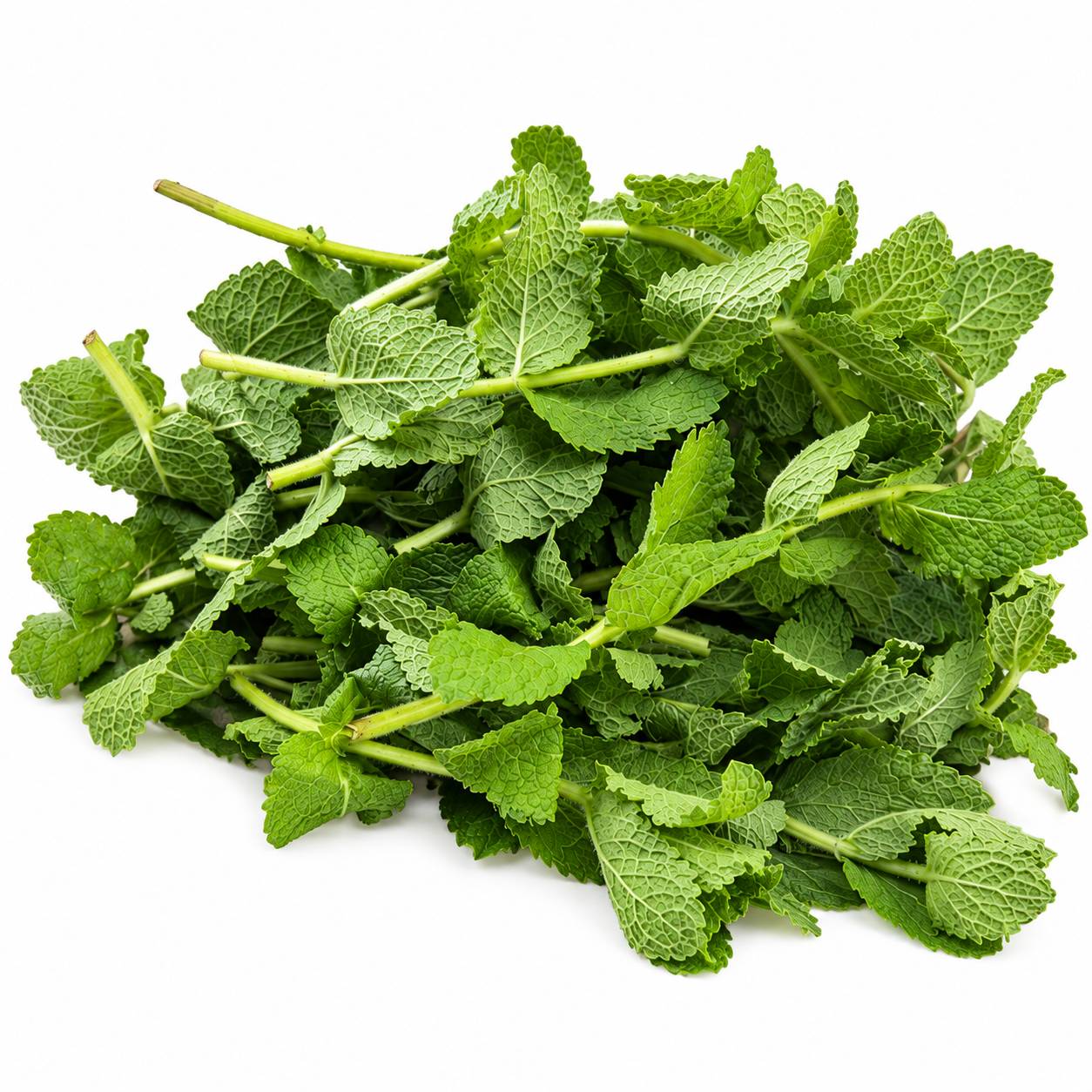 Organic Spearmint