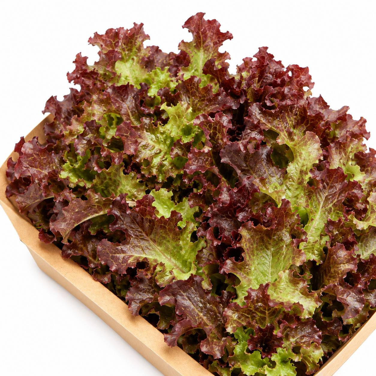 Organic Red Coral Lettuce