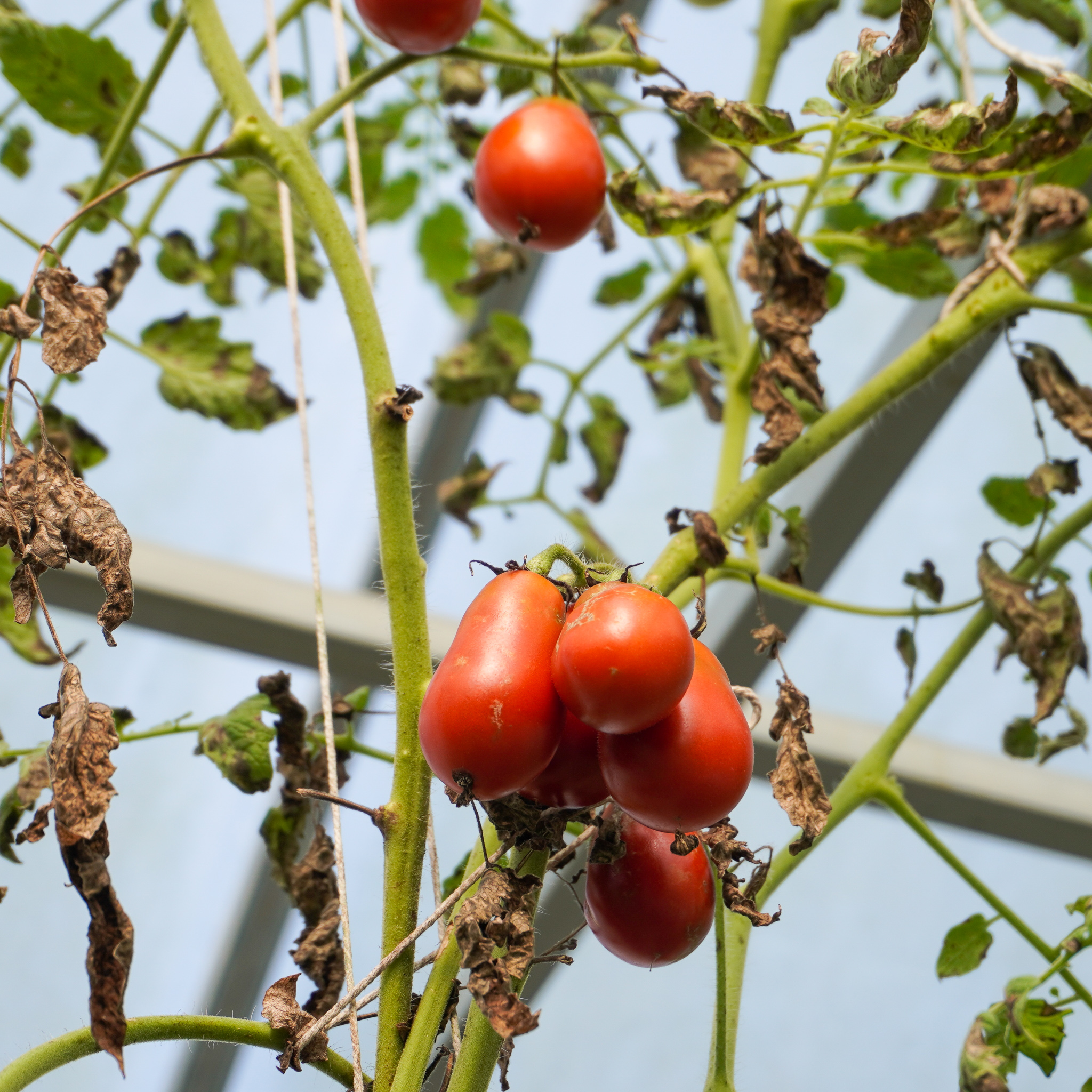 Organic sundried tomatoes in EVOO with garlic & herbs