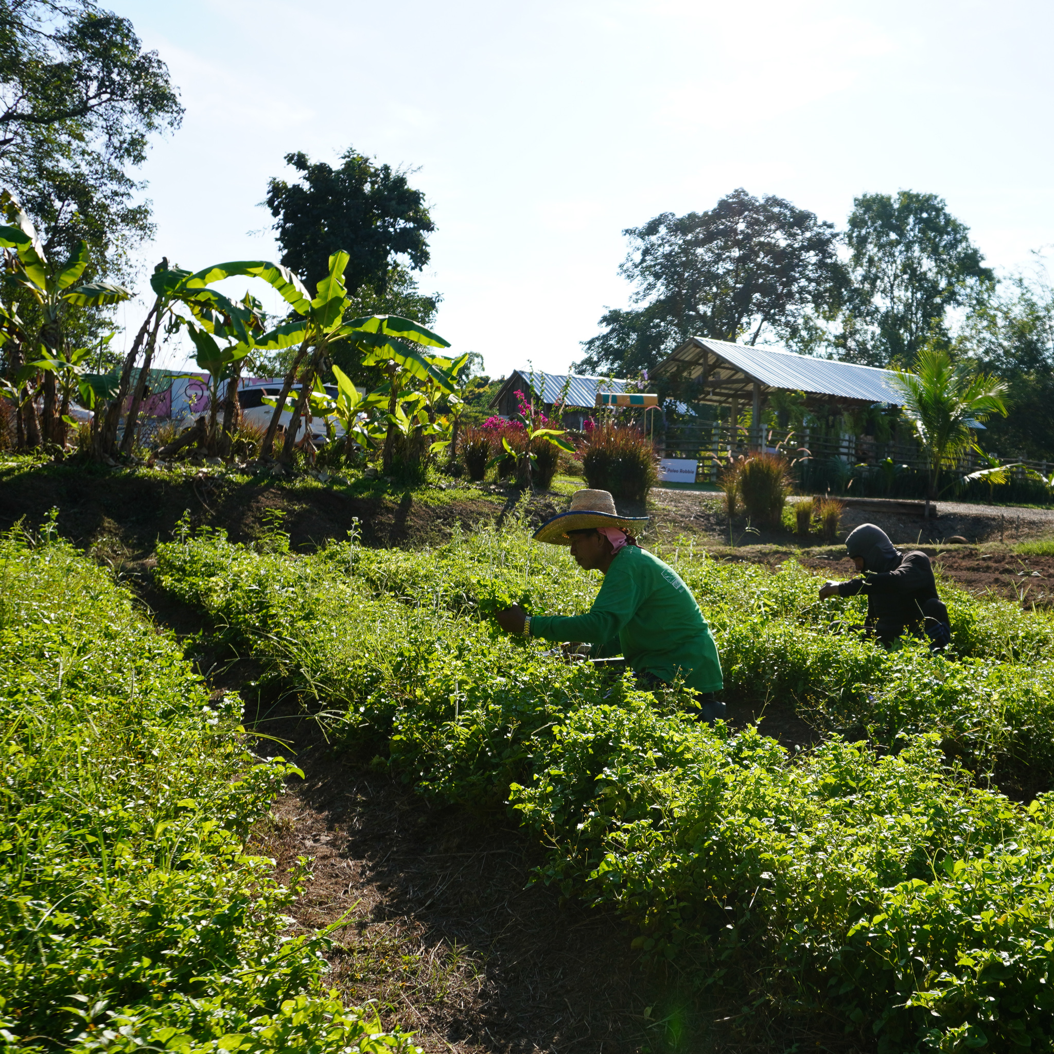 Organic Thomas Tomato