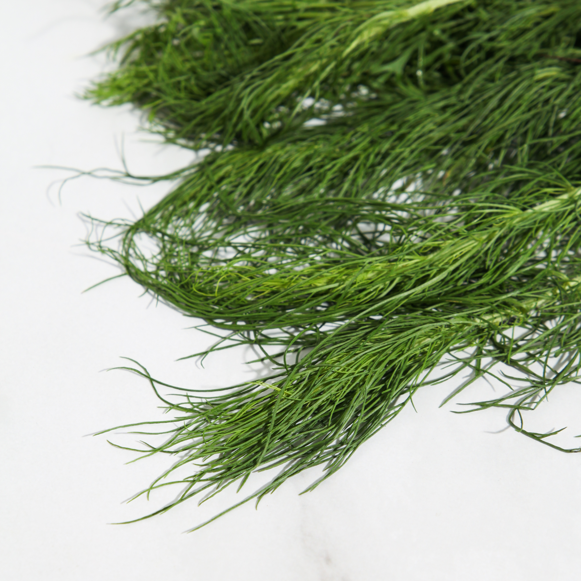 Organic Fresh Dill