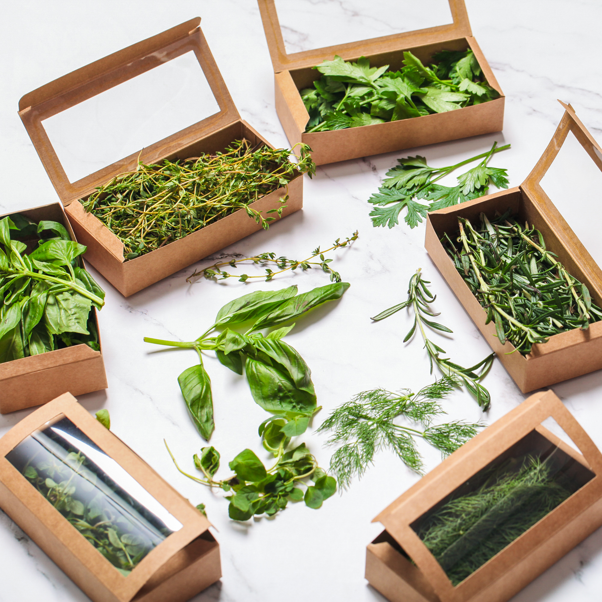 Organic Italian Sweet Basil