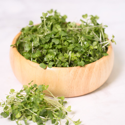 Frozen Broccoli Sprouts x10