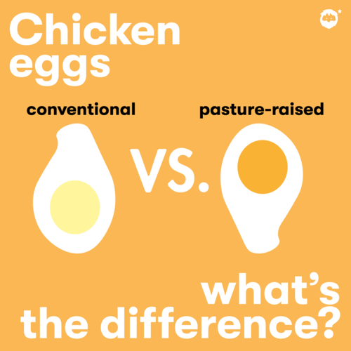 What Are Pasture Raised Eggs?