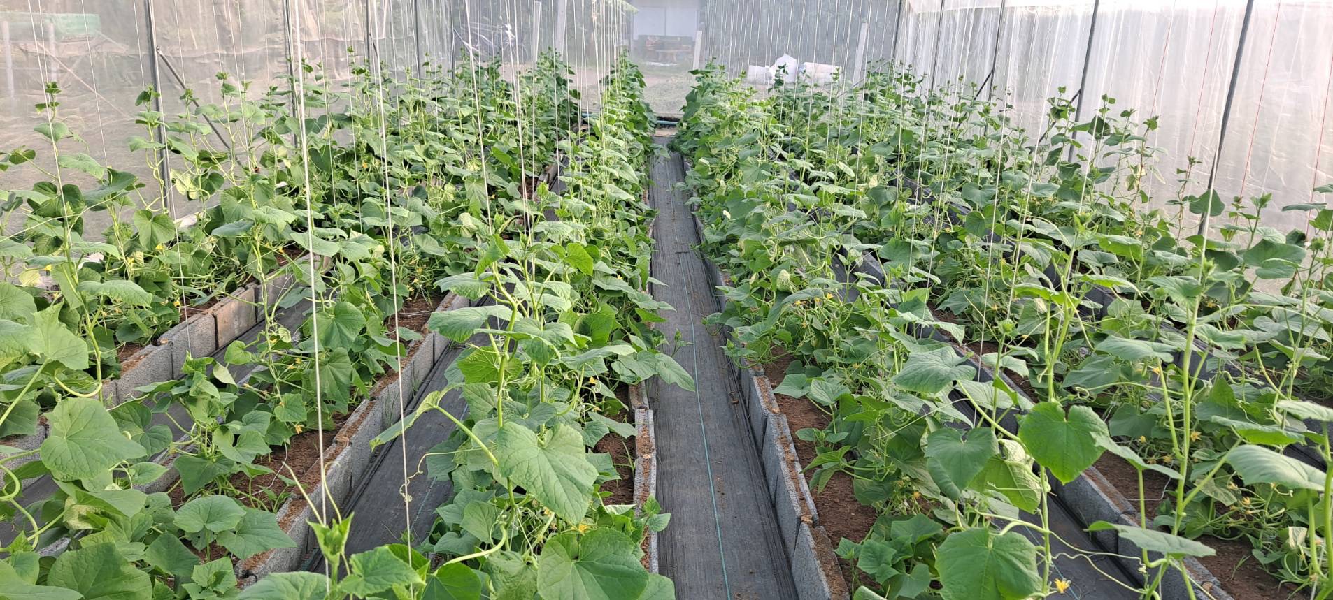 Holland Cucumber