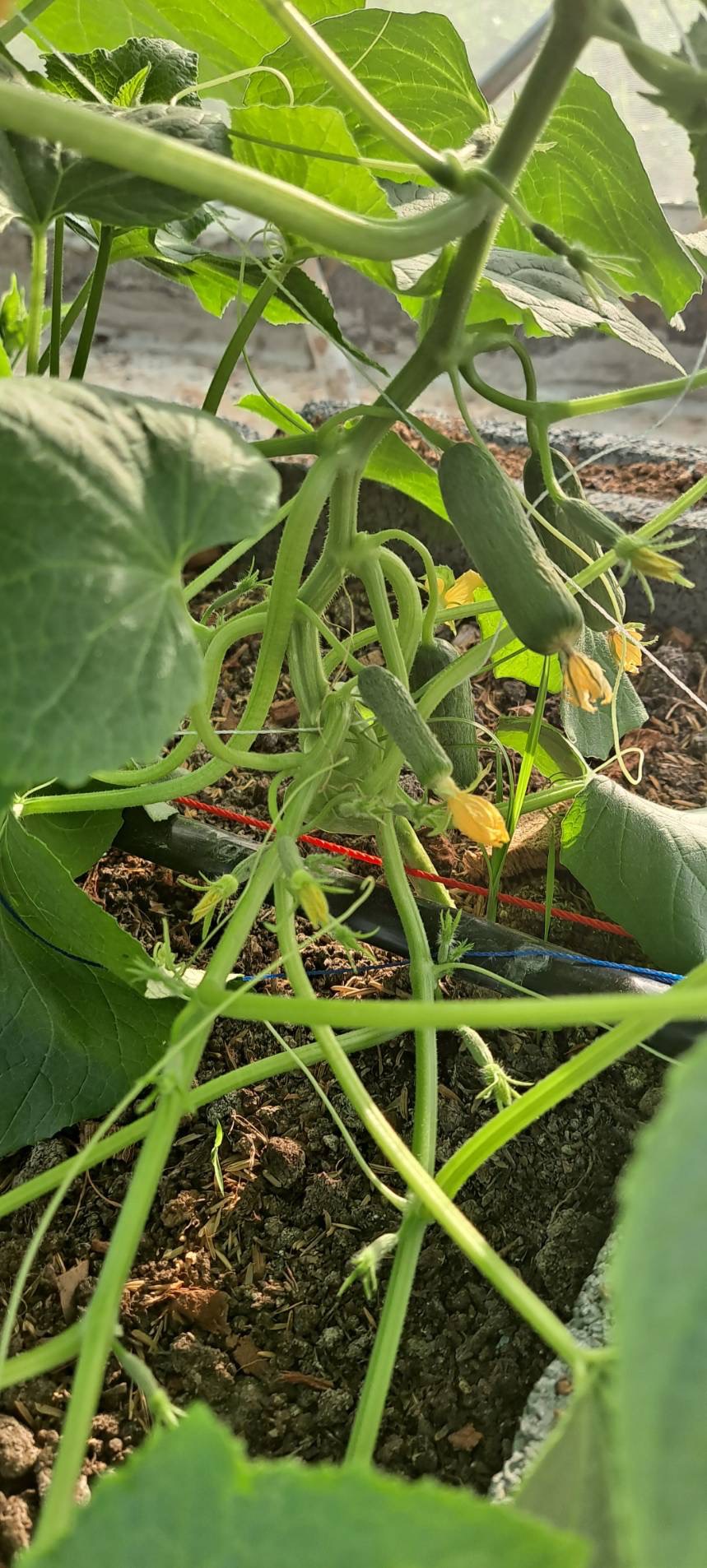 Holland Cucumber
