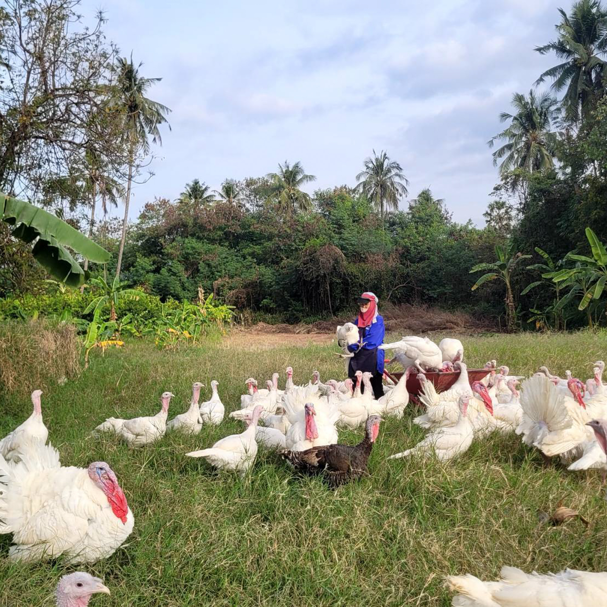 Whole Pasture-raised Turkey, 6-10kg