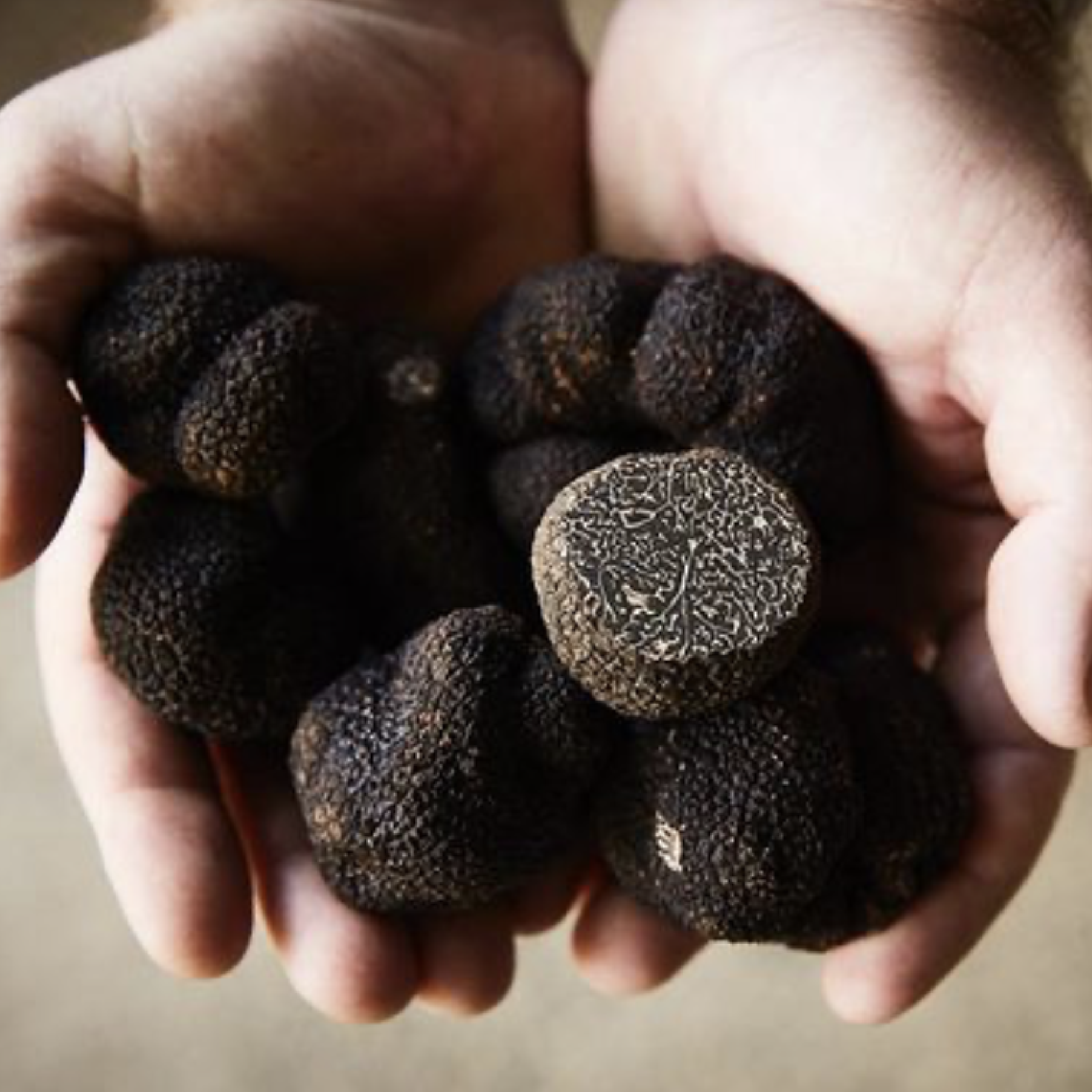 Black winter truffles (fresh)