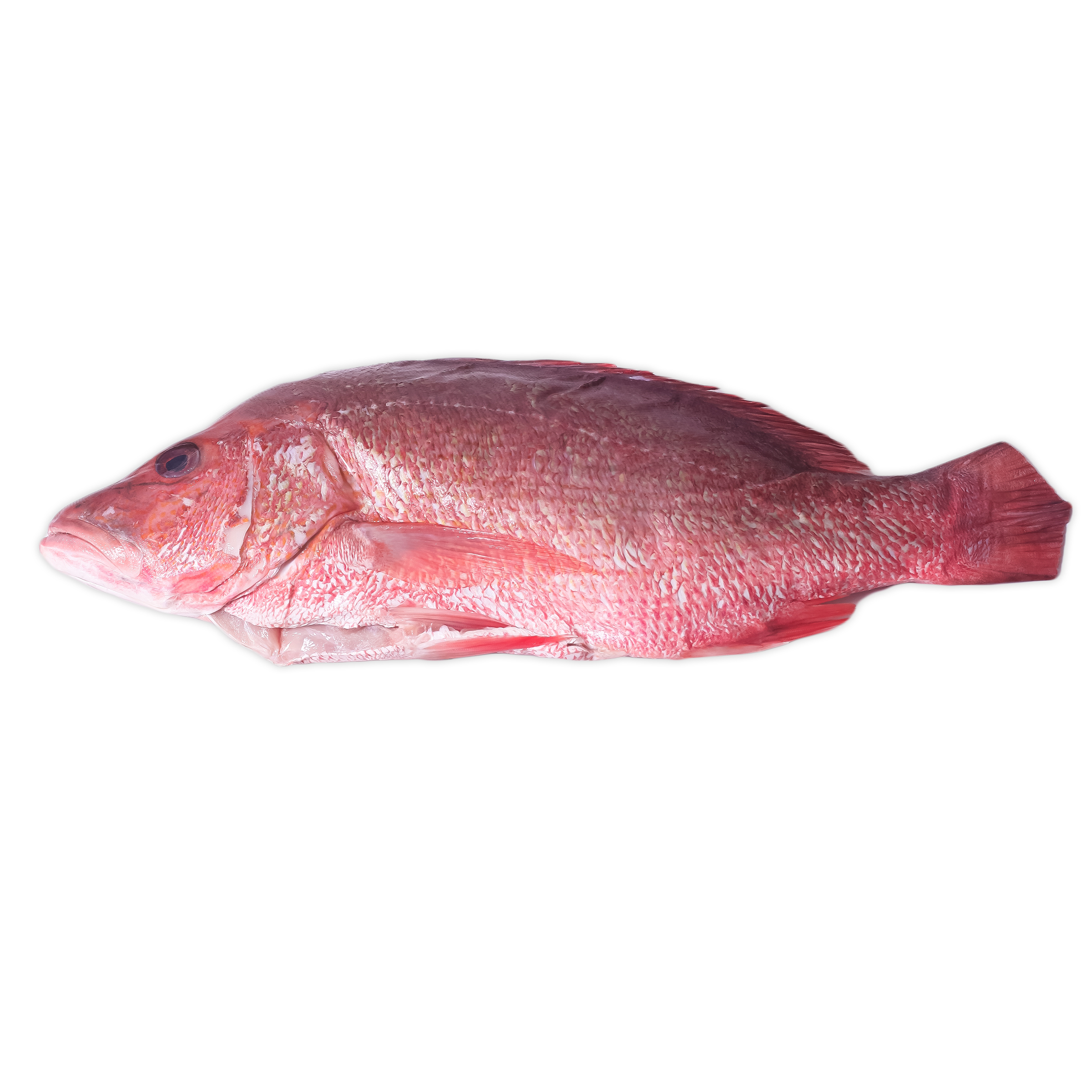 Wild Whole Red Snapper