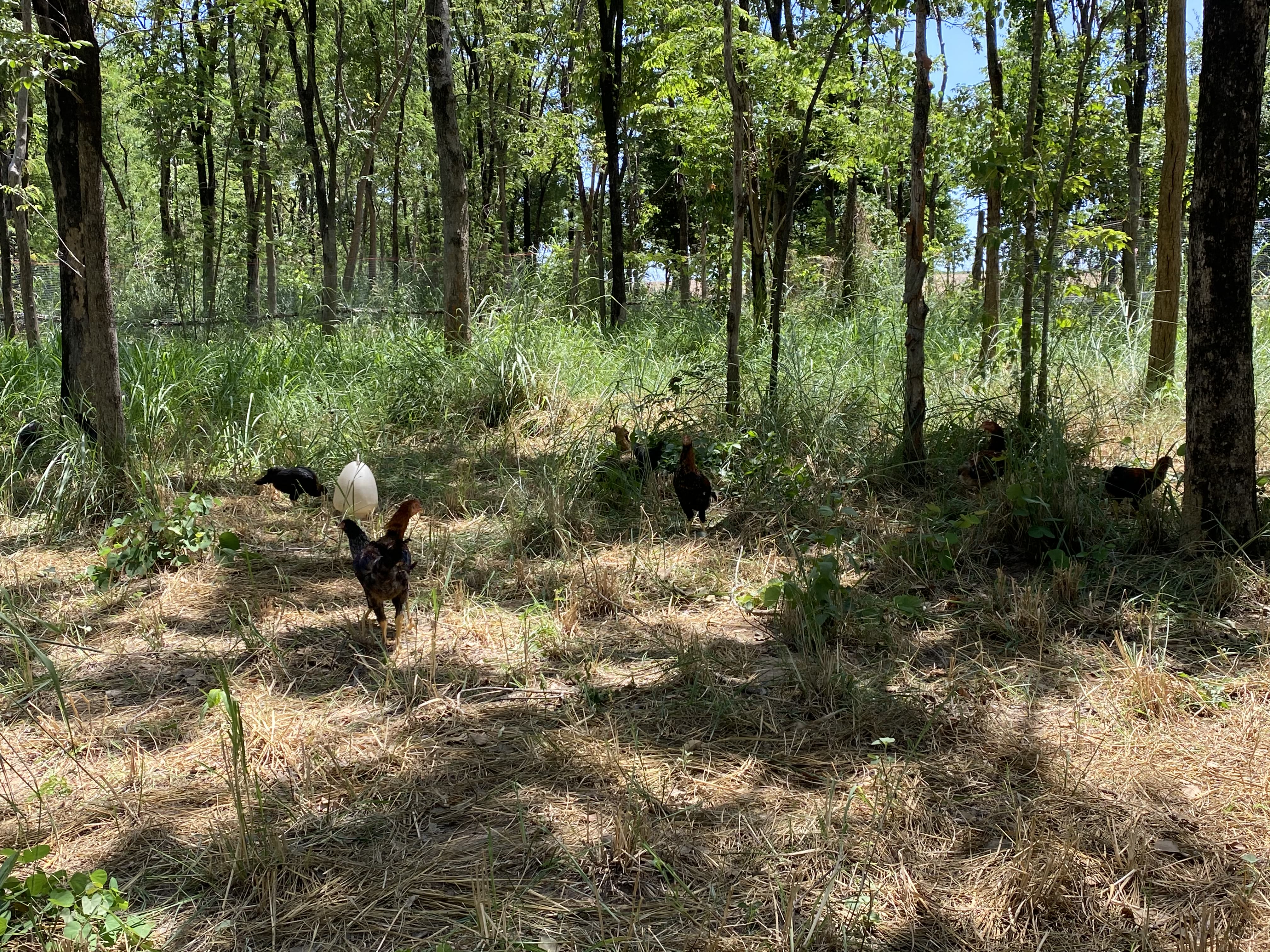 Pasture-raised Chicken Wings