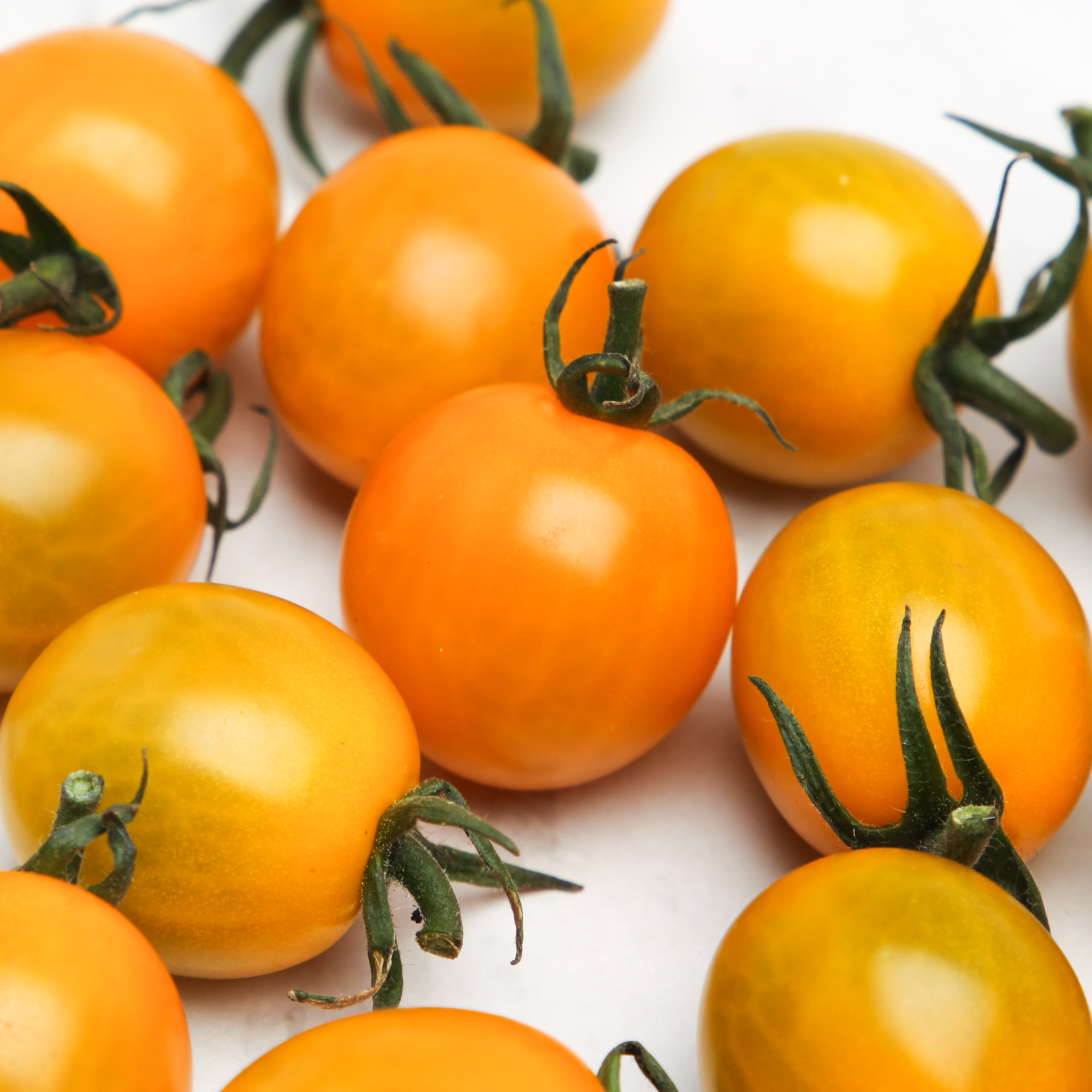 Organic Yellow Japanese Tomatoes