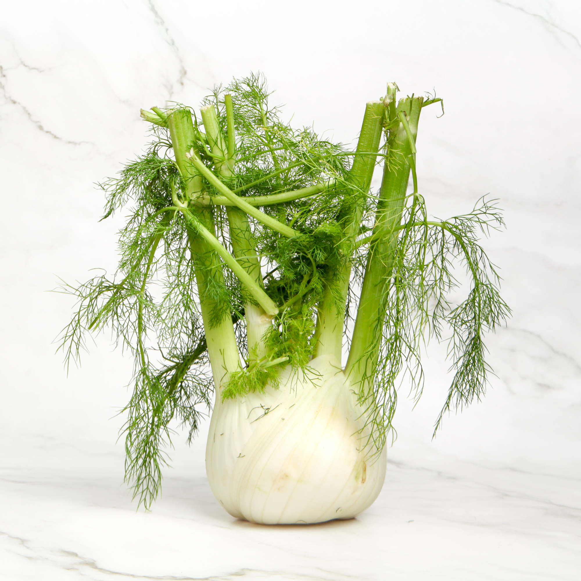 Australian Fennel 
