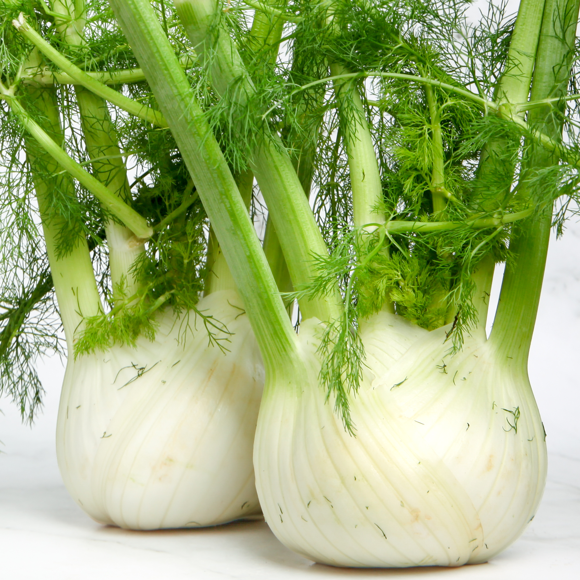 Australian Fennel 