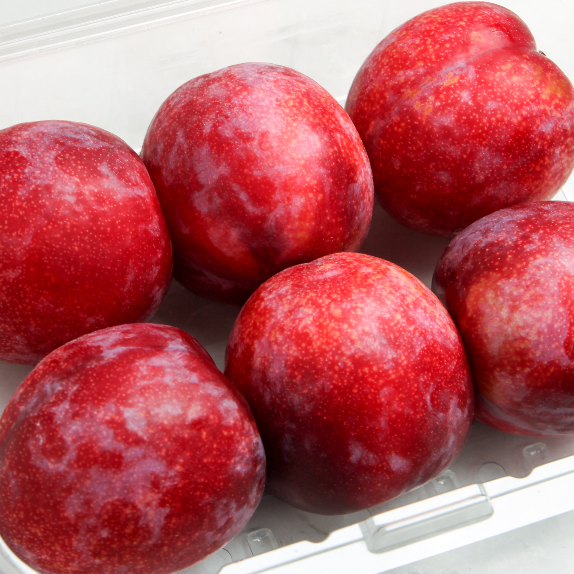 US Red Plumcot
