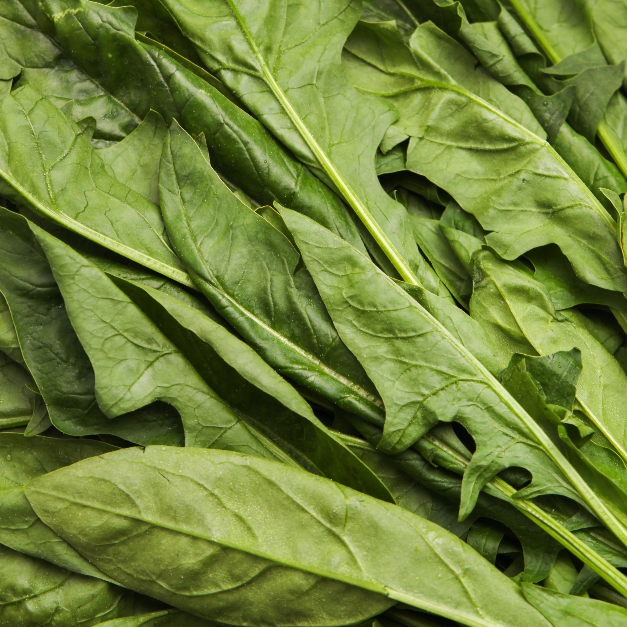 Organic Asian Spinach
