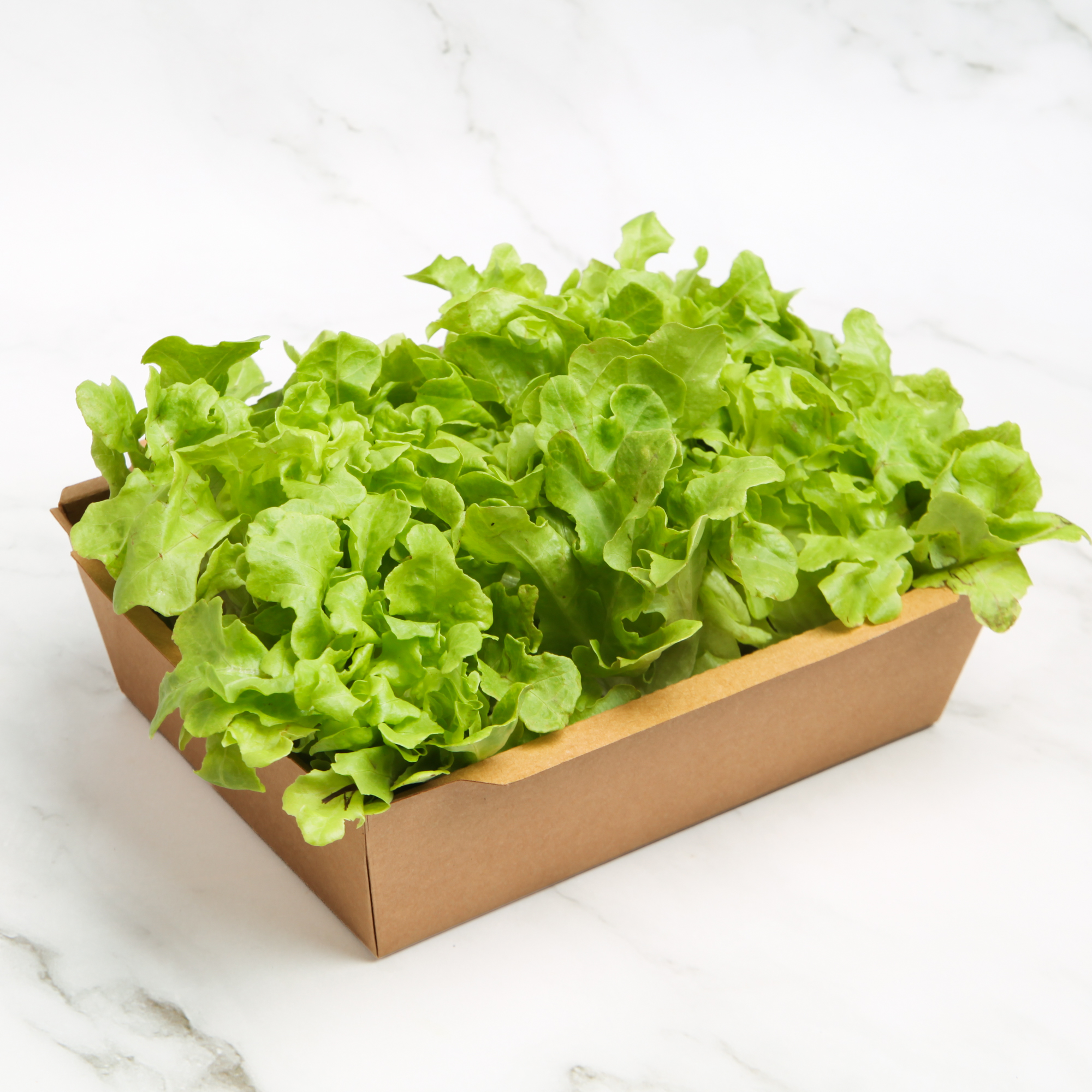 Organic Green Oak
