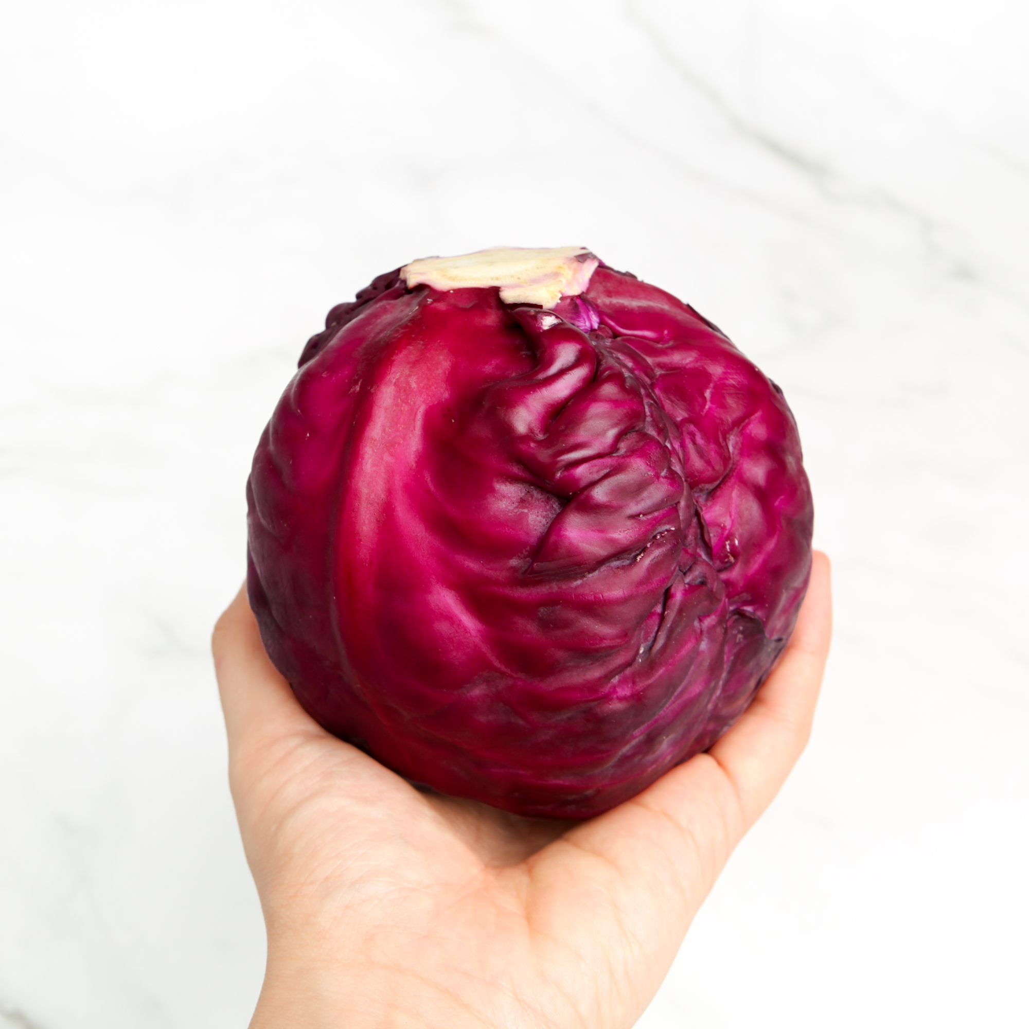 Purple cabbage