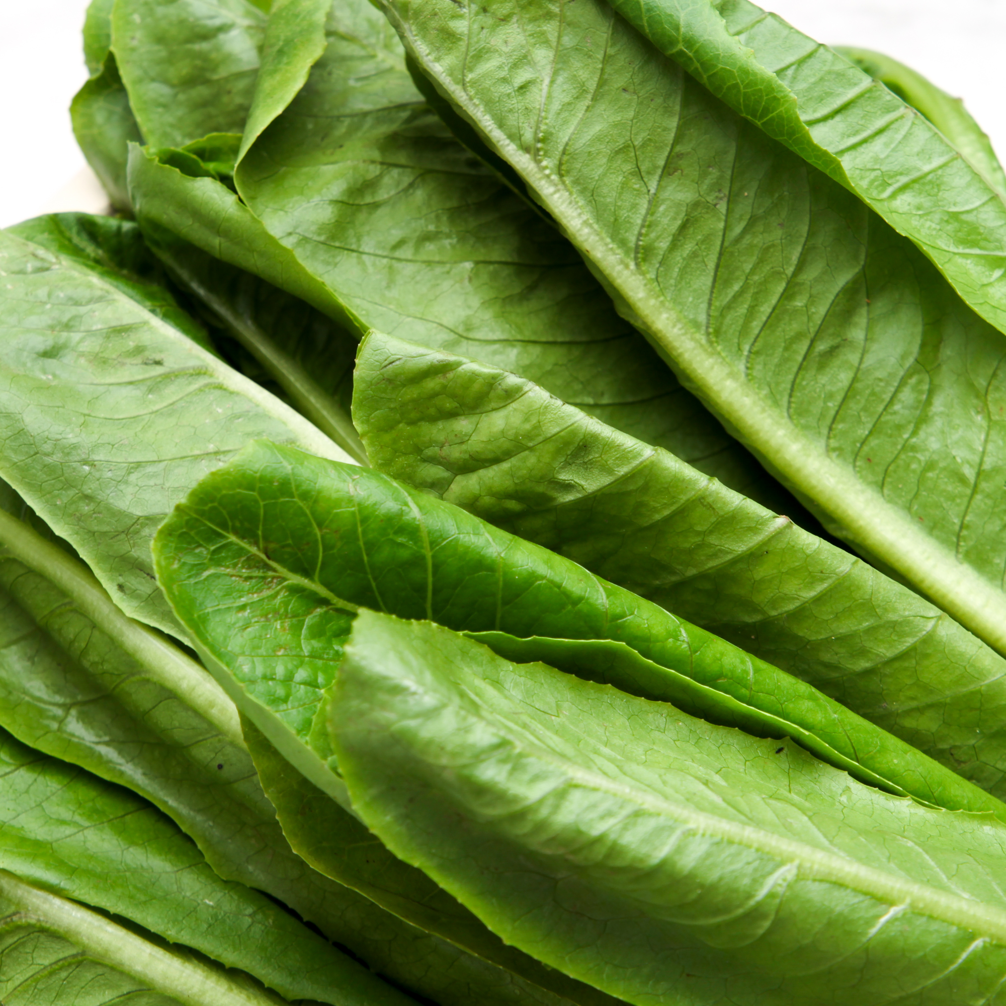 Organic Green Cos Lettuce