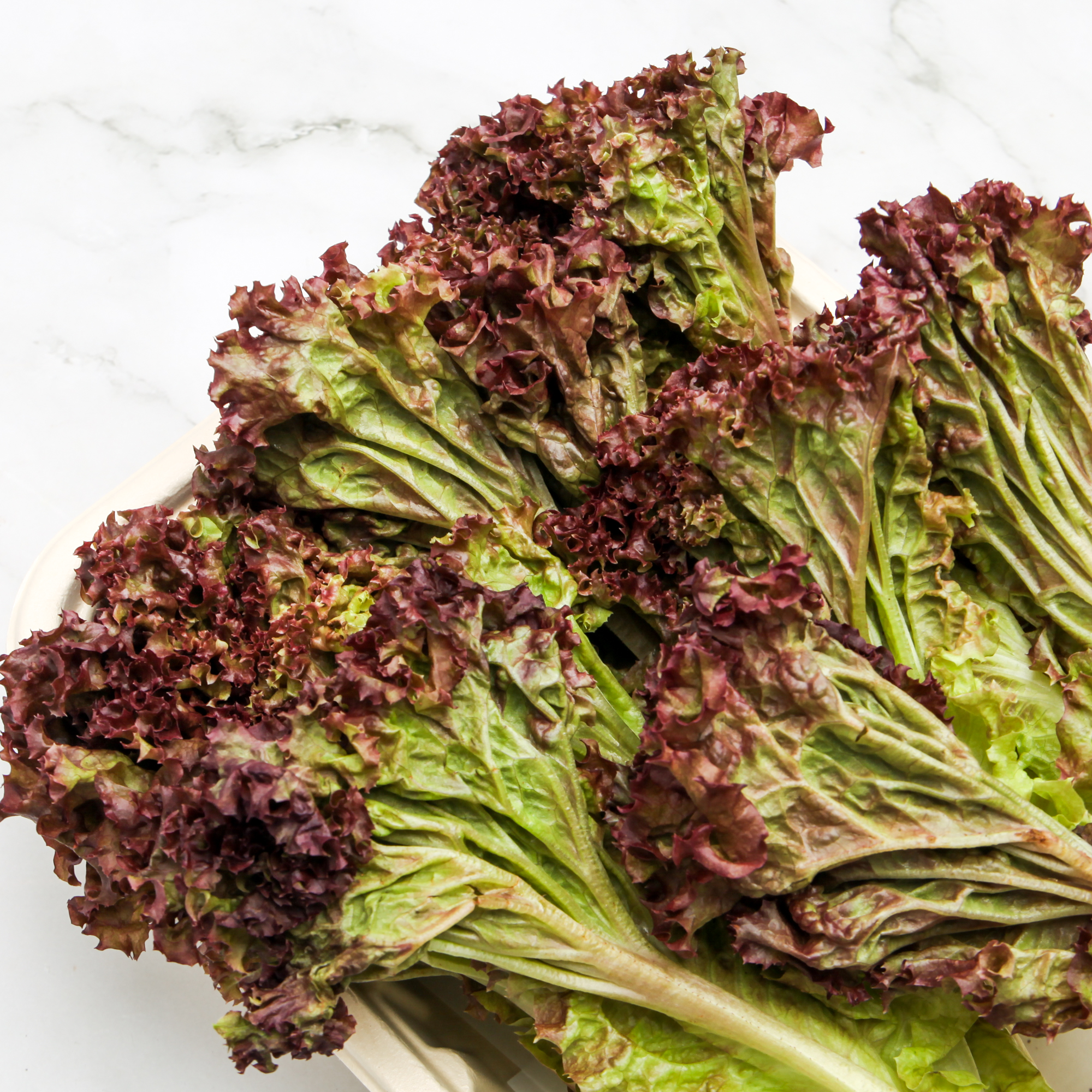 Organic Red Coral Lettuce