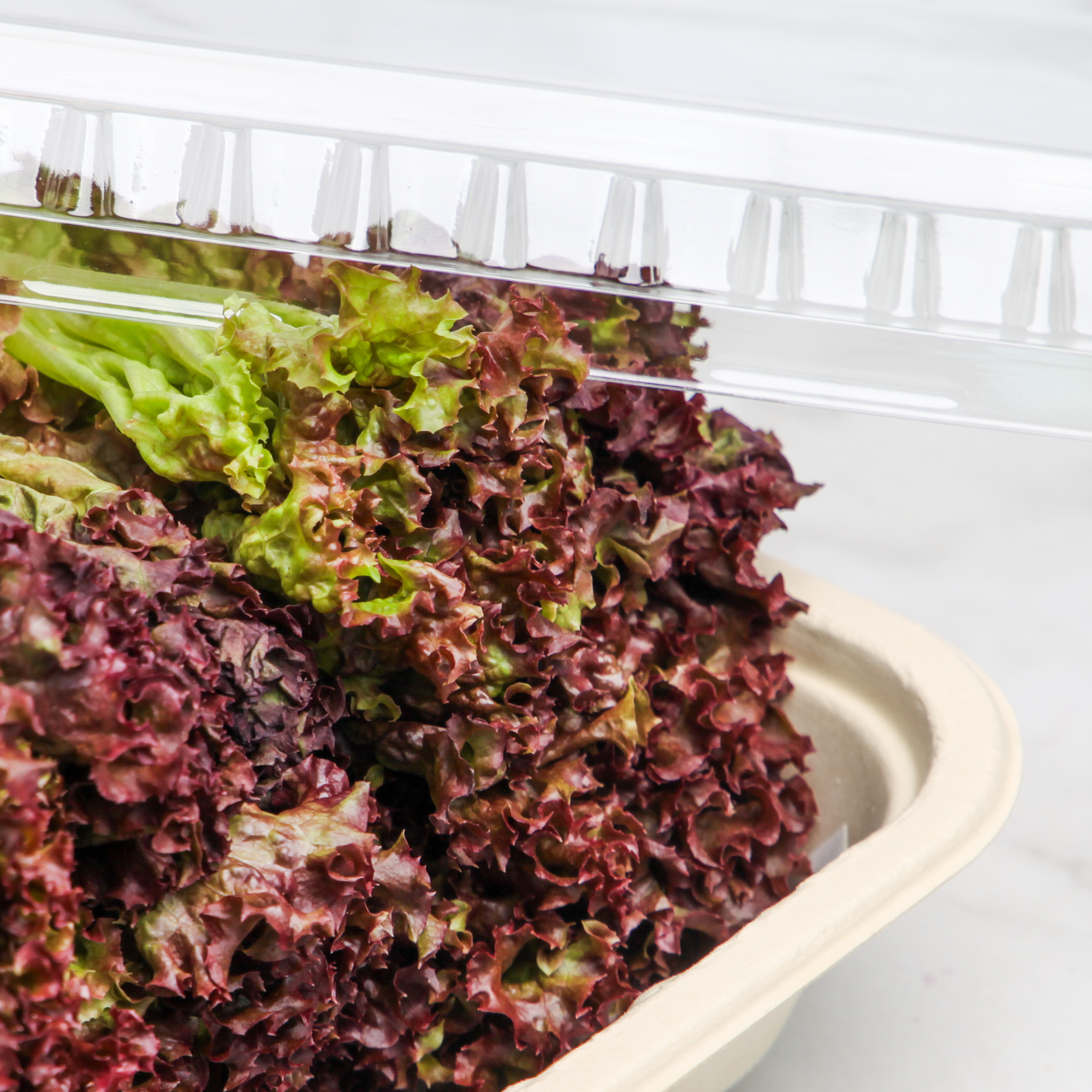Organic Red Coral Lettuce