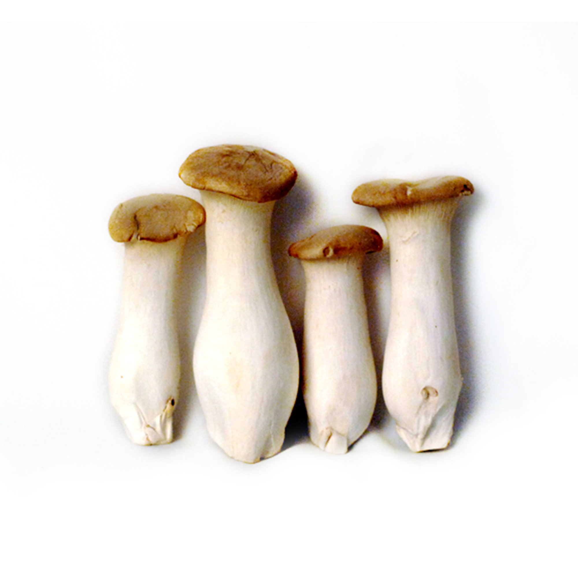 Organic Eringi Mushroom