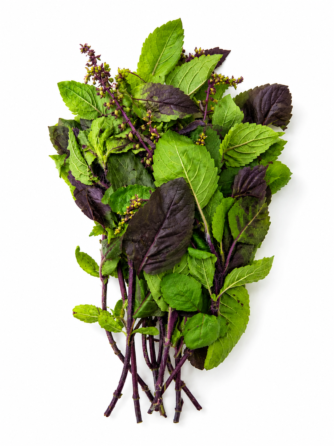 Organic Red Holy Basil