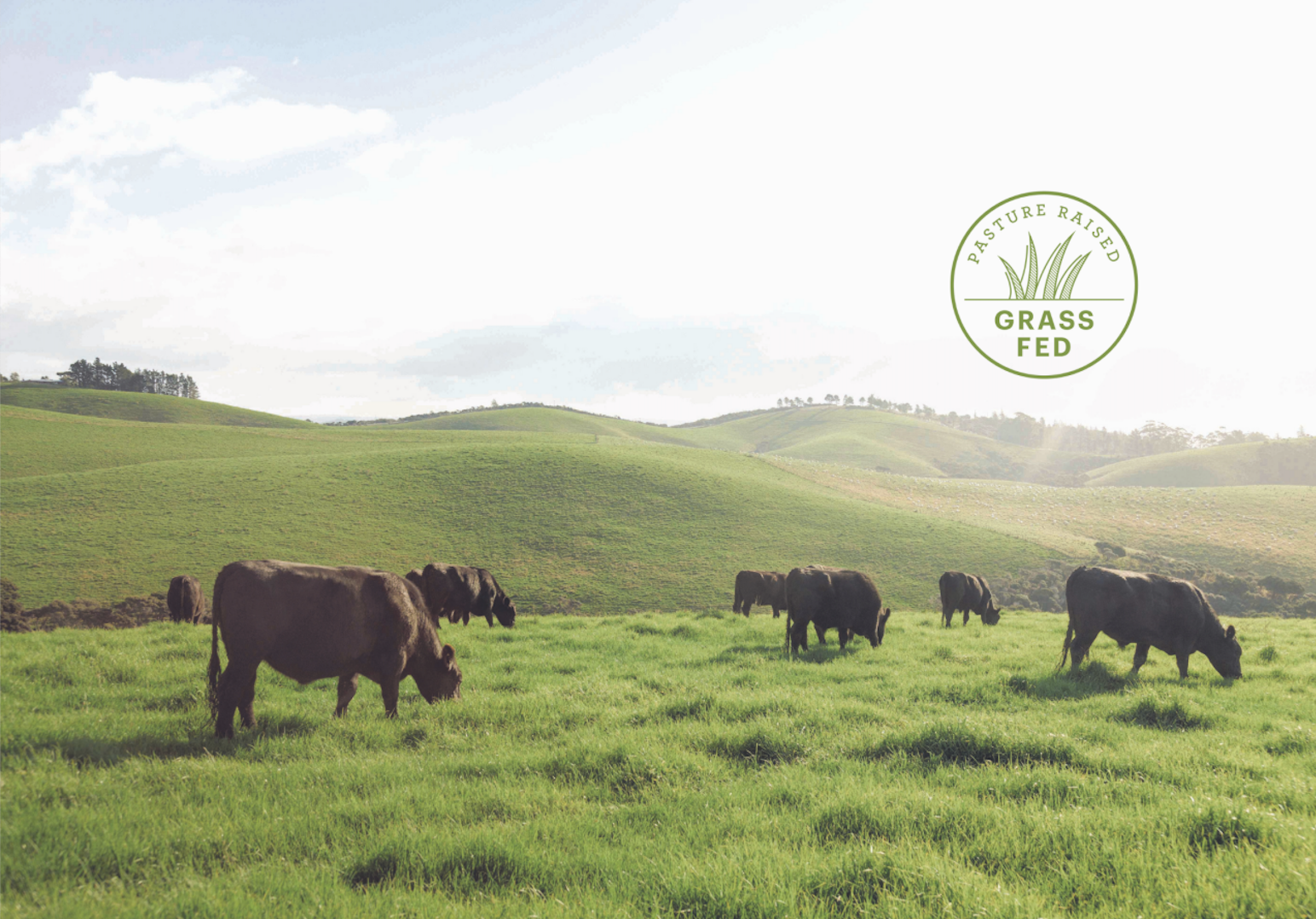 The Importance of Grass-fed Beef