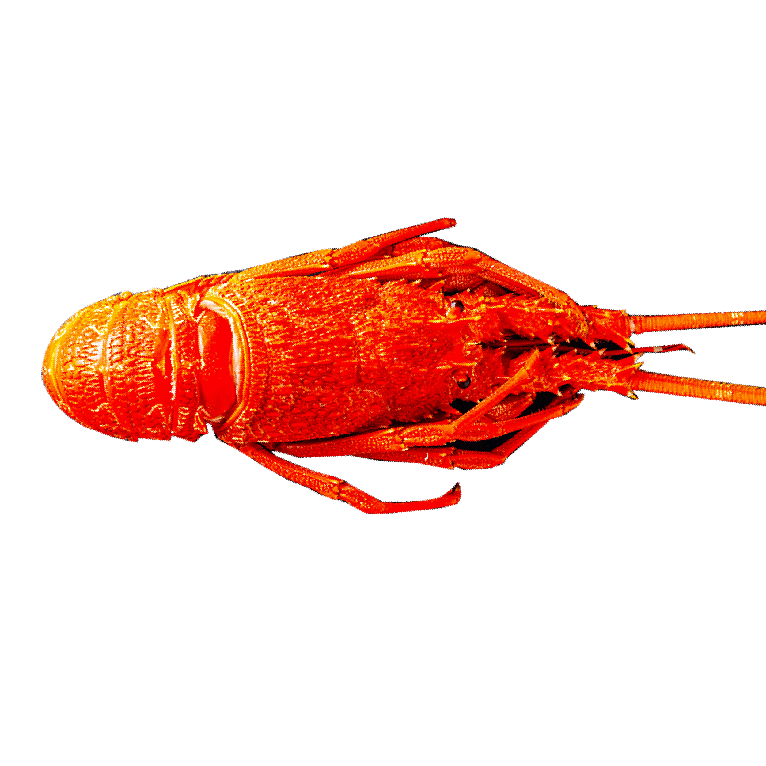 Southern Rock Lobster (cooked)