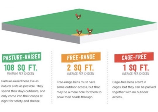 Where is the free in free-range eggs? Why free-range eggs aren't