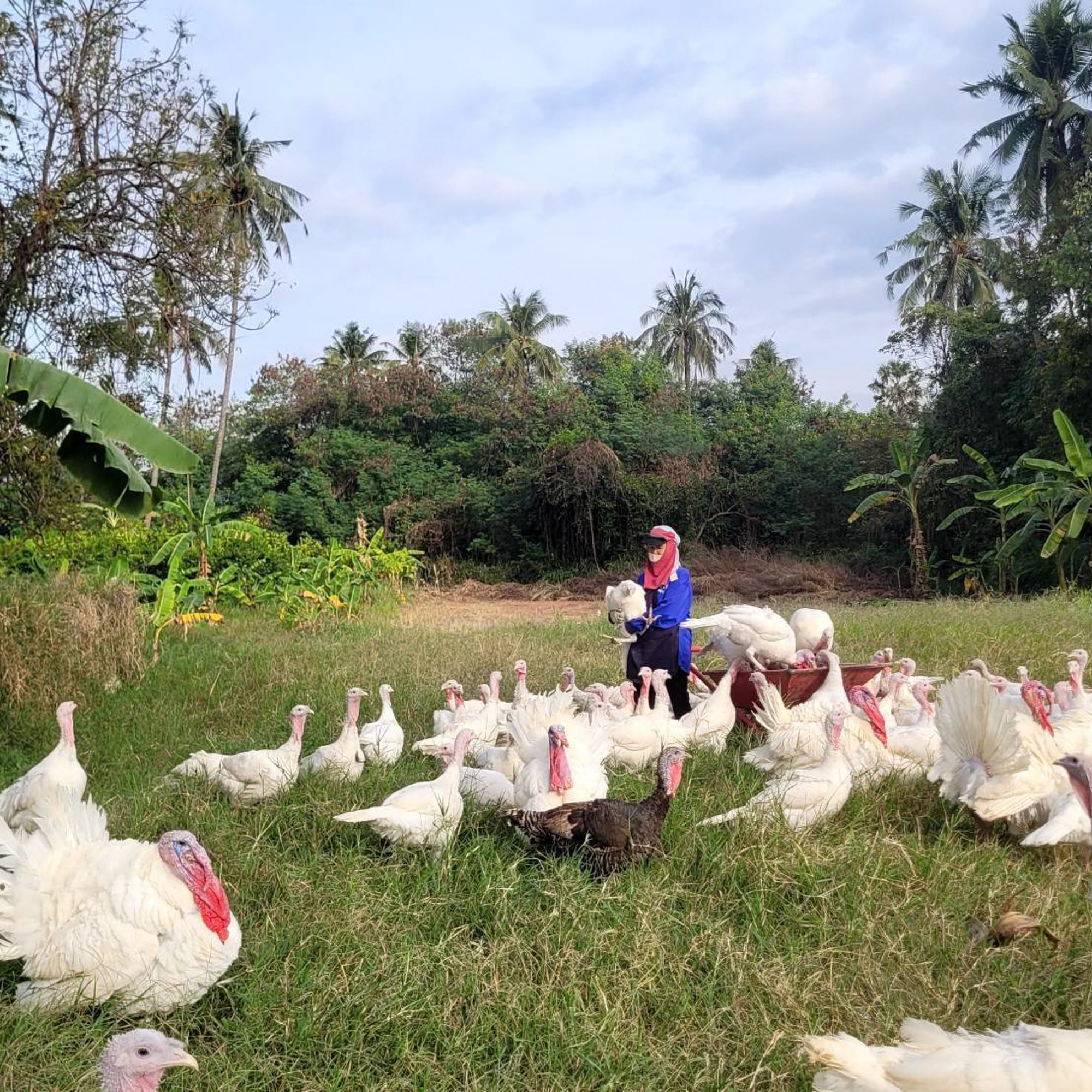 Whole Turkey Pasture-fed (frozen, raw) 8KG+