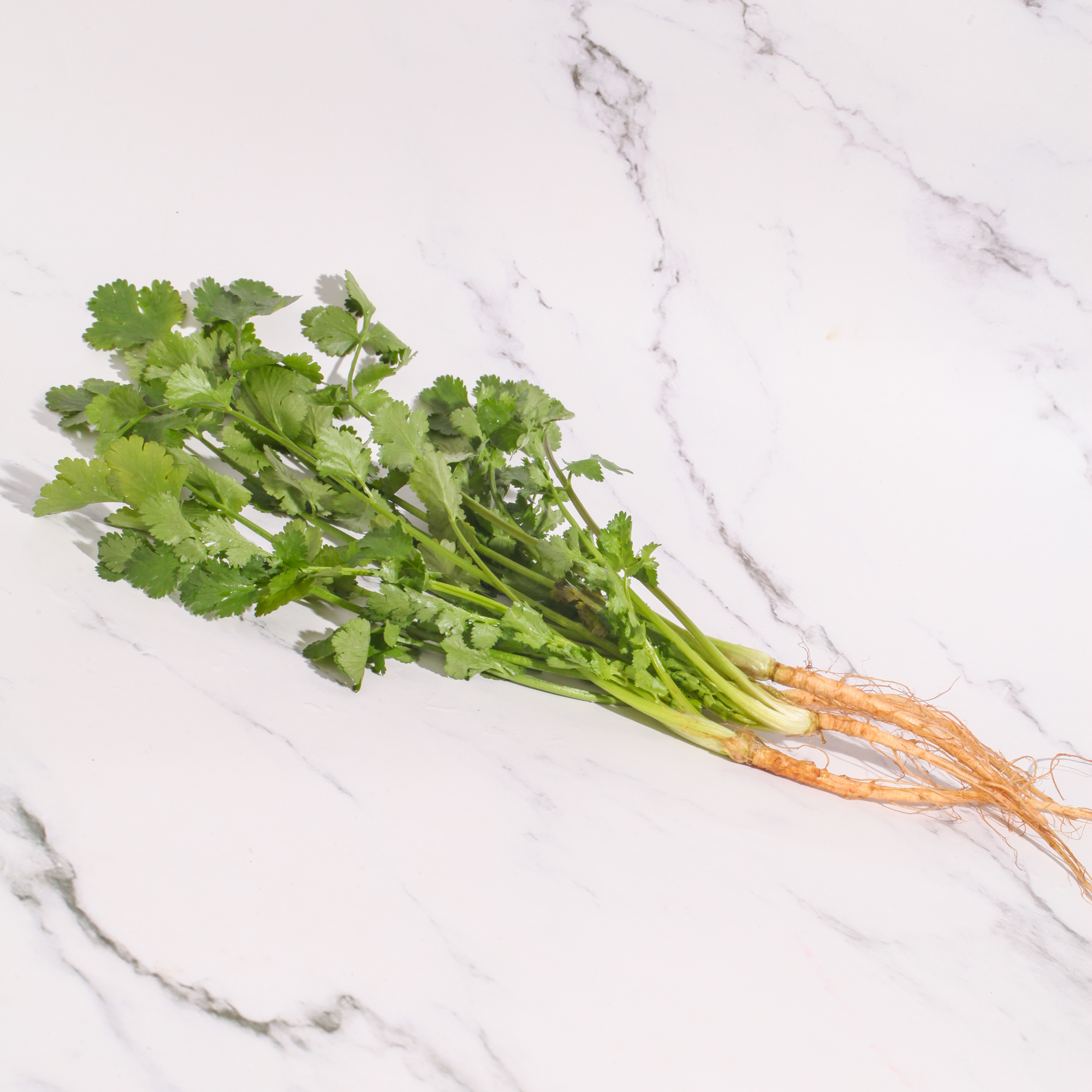 Organic Coriander