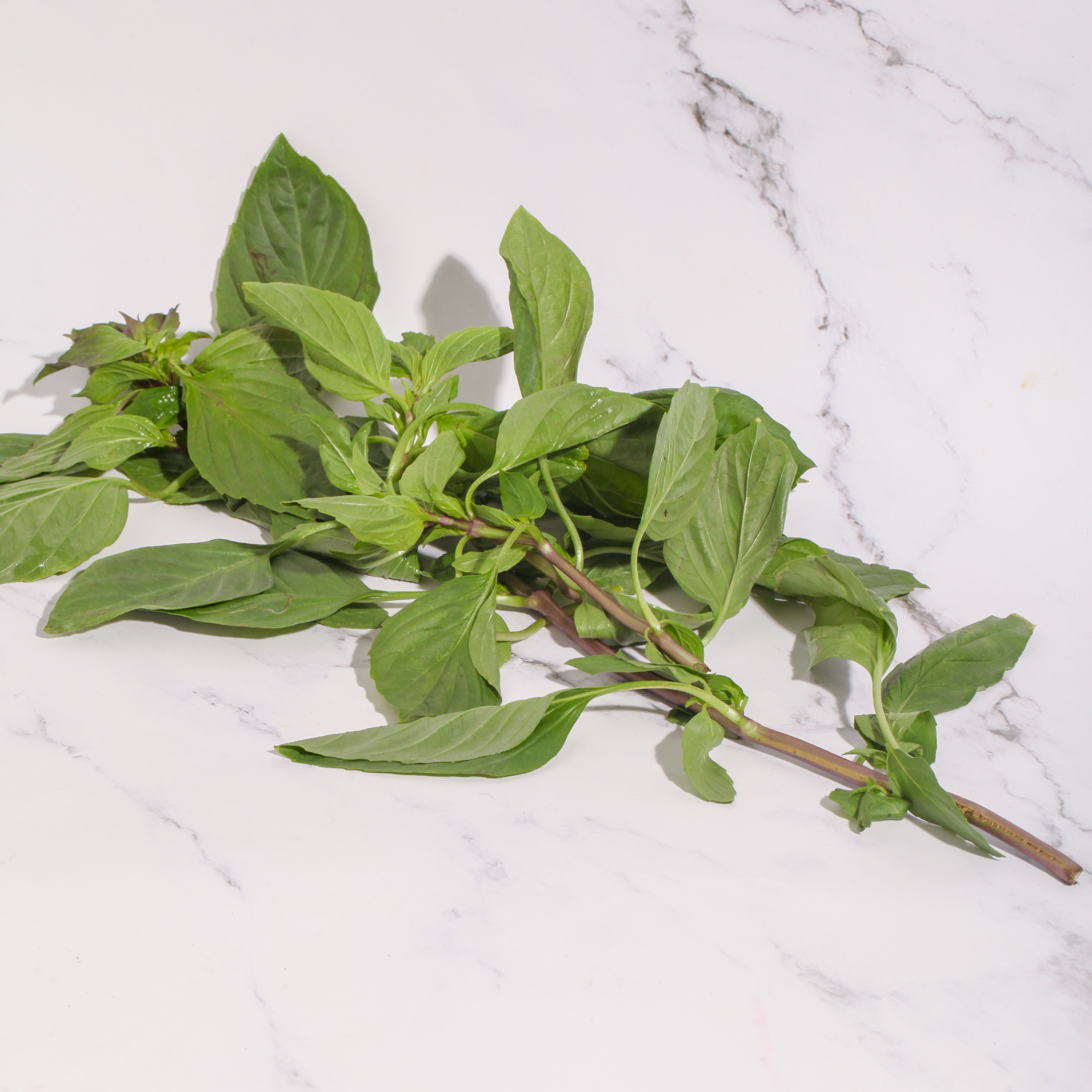 Organic Thai Sweet Basil